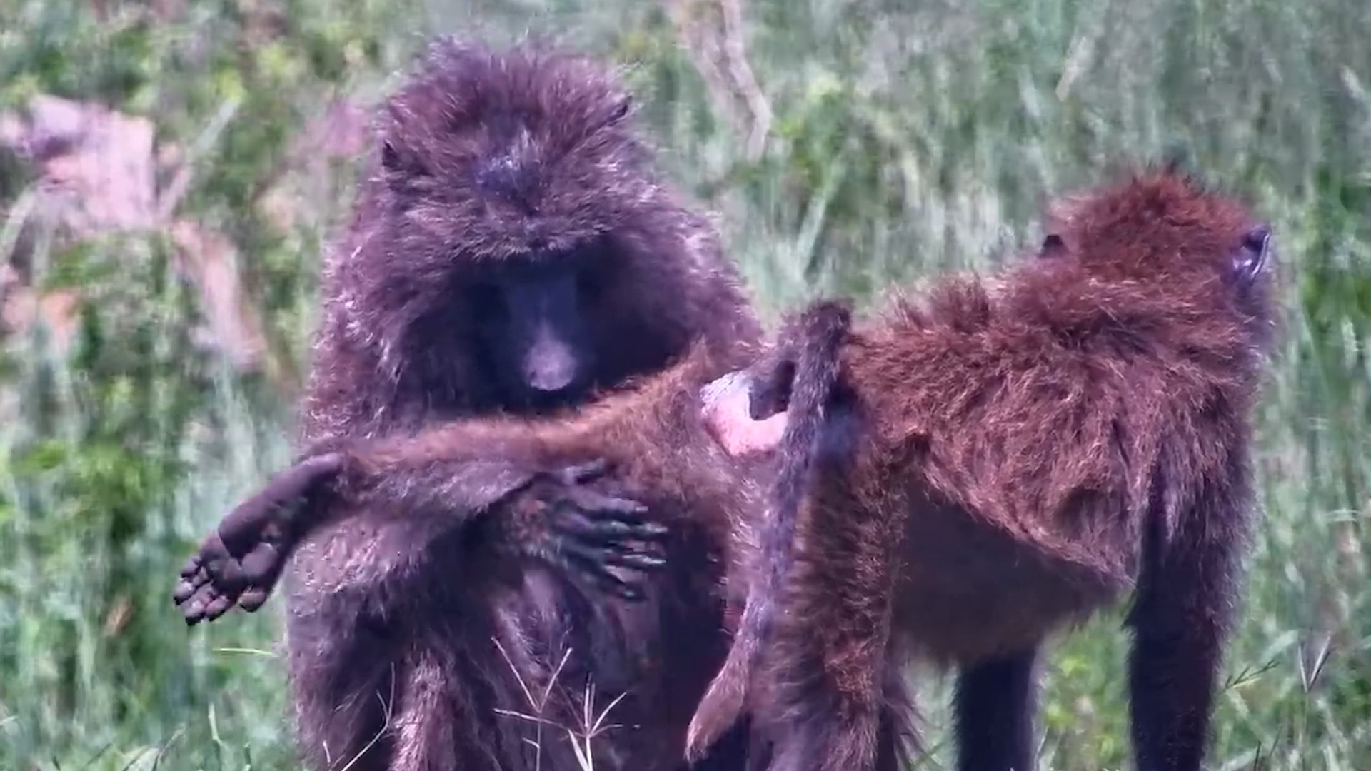 Serious Baboon Grooming Business
