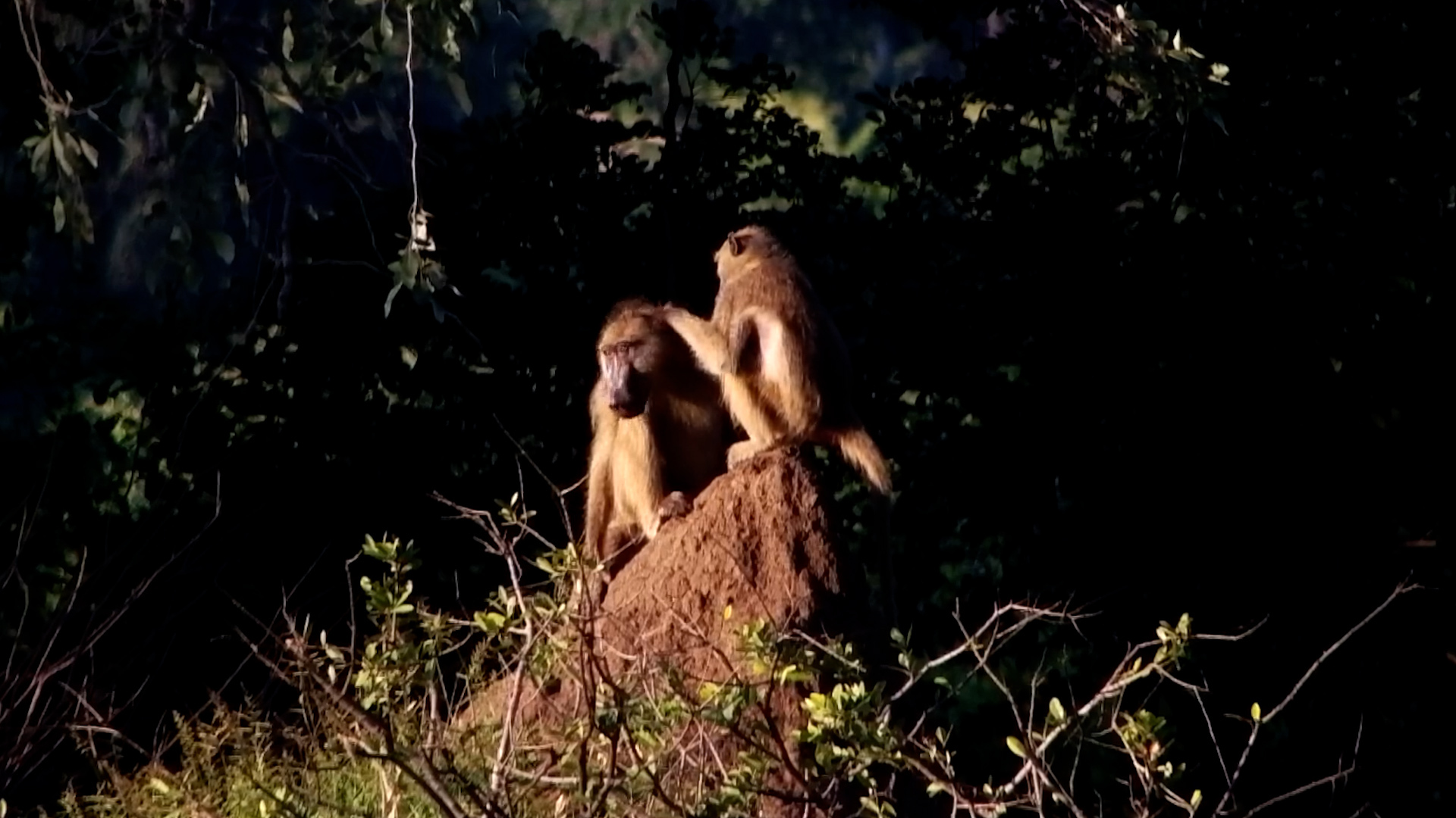 Baboon Spa Day… in Fast Forward!
