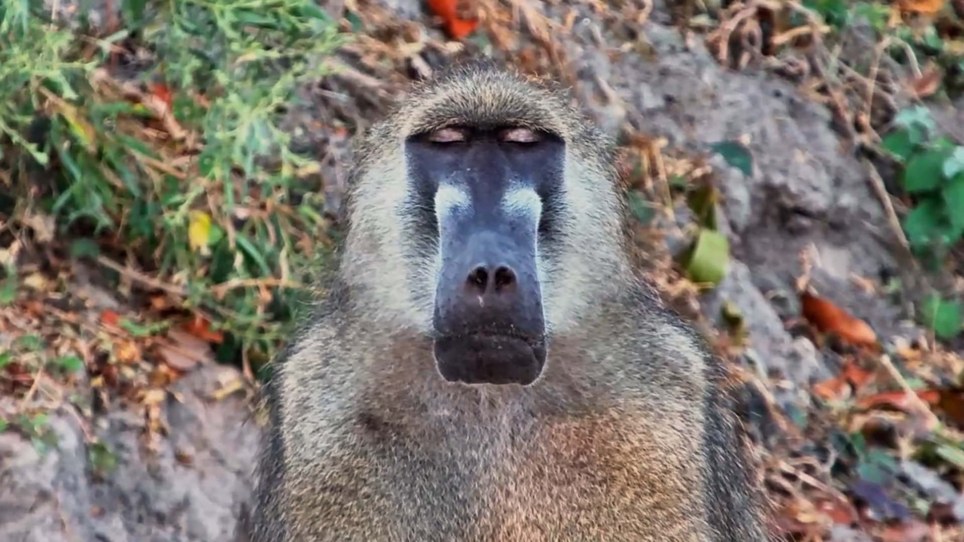 This Baboon Is Finding Its Inner Peace