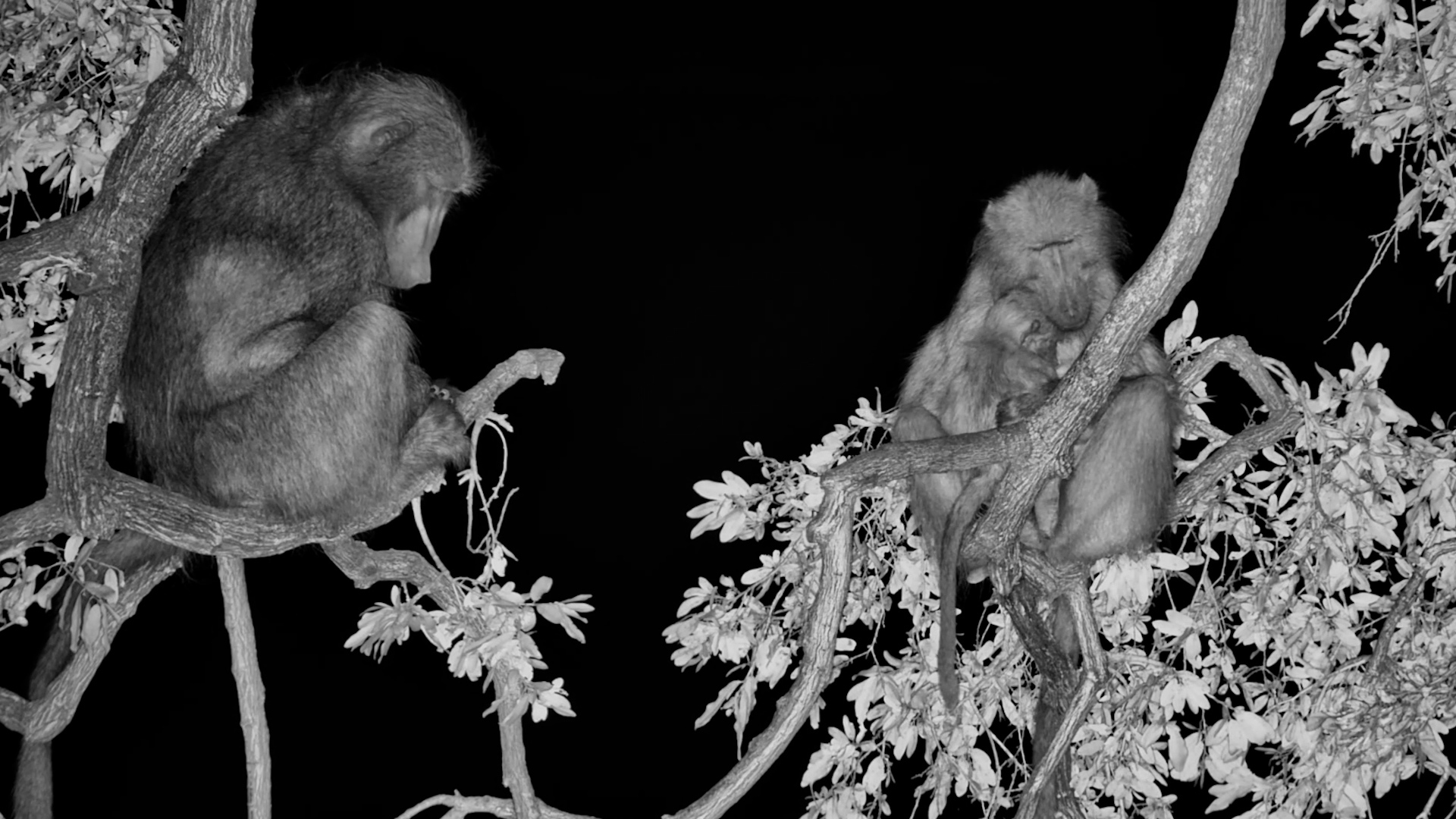 A Mother and Baby Keeping Warm on a Cold Winter Night