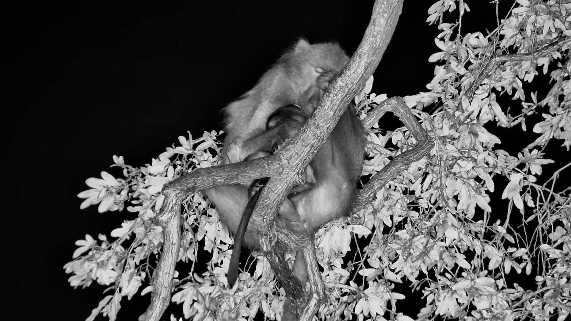 Baby Baboon Snuggles Up to Mum