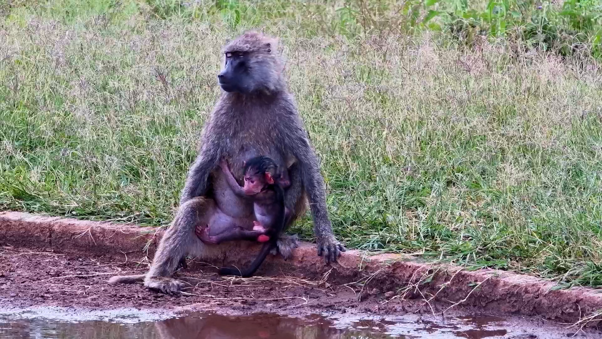 Baby Baboon Clings Close