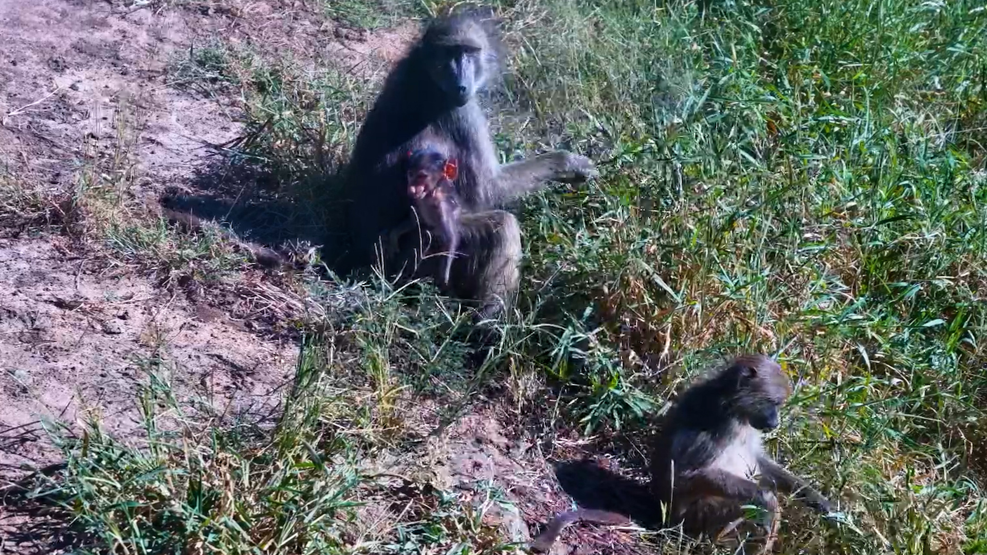 Baboons in the Grass Below