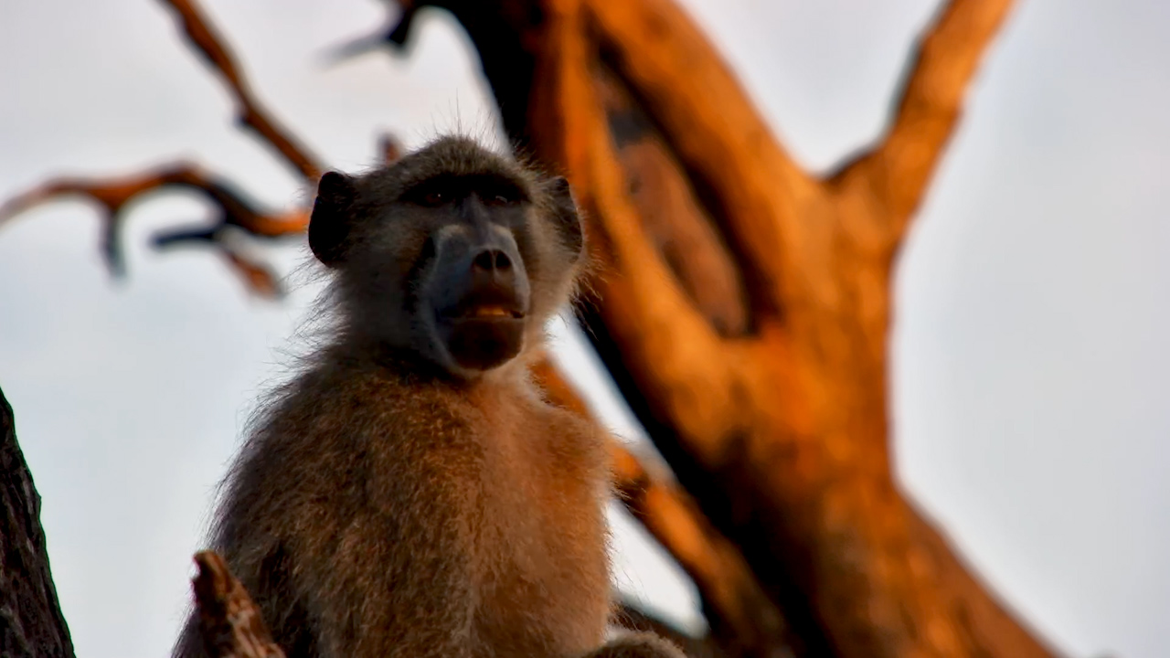 Baboon Unwinds at the Waterhole