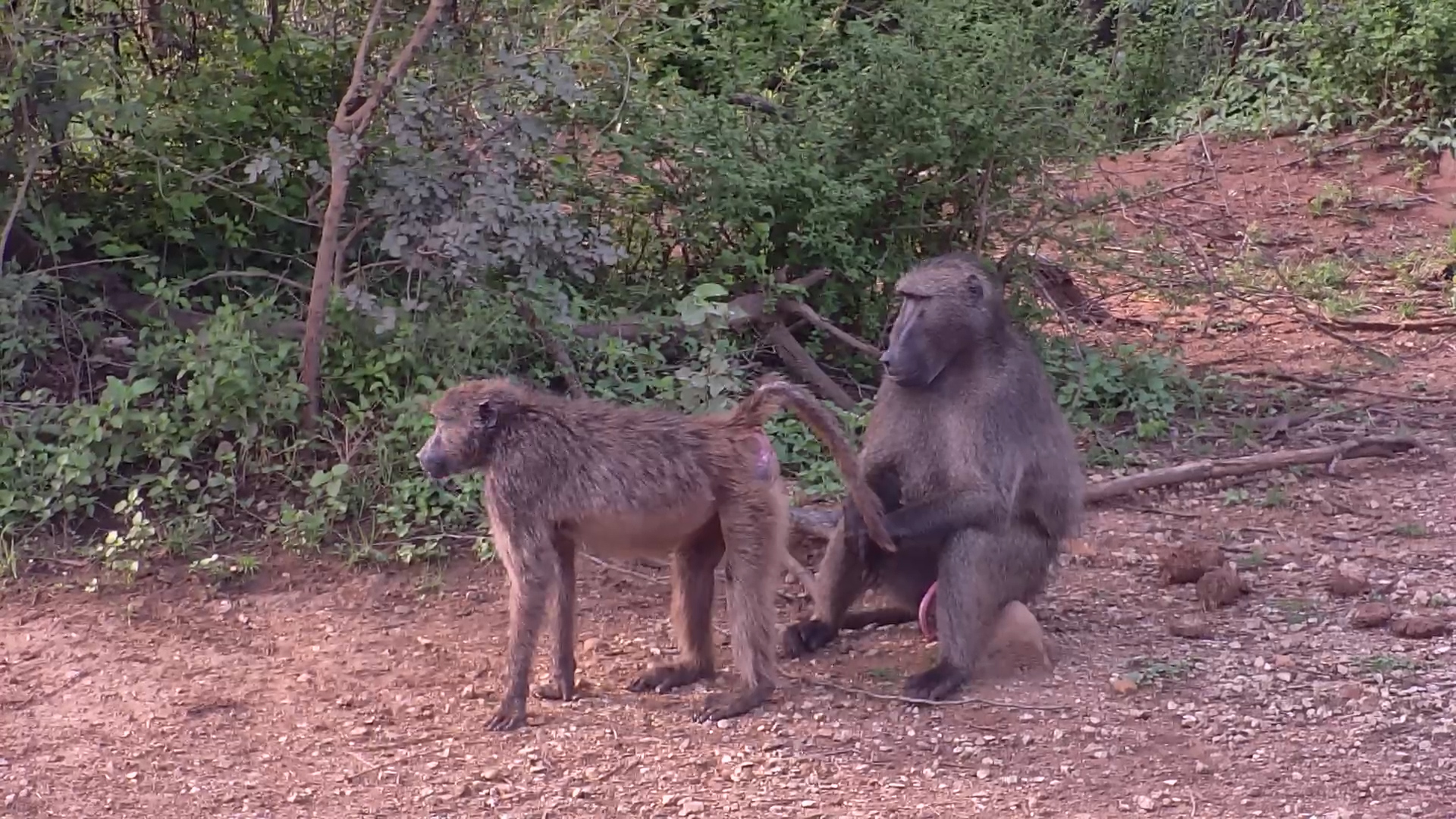 Baboons Stroll at Kwa Maritane
