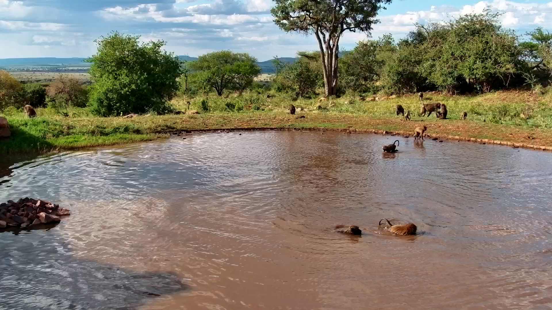 Family Fun Day: Olive Baboons Make a Splash