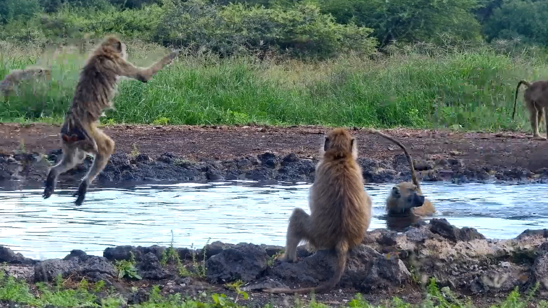 Baboon Pool Party!