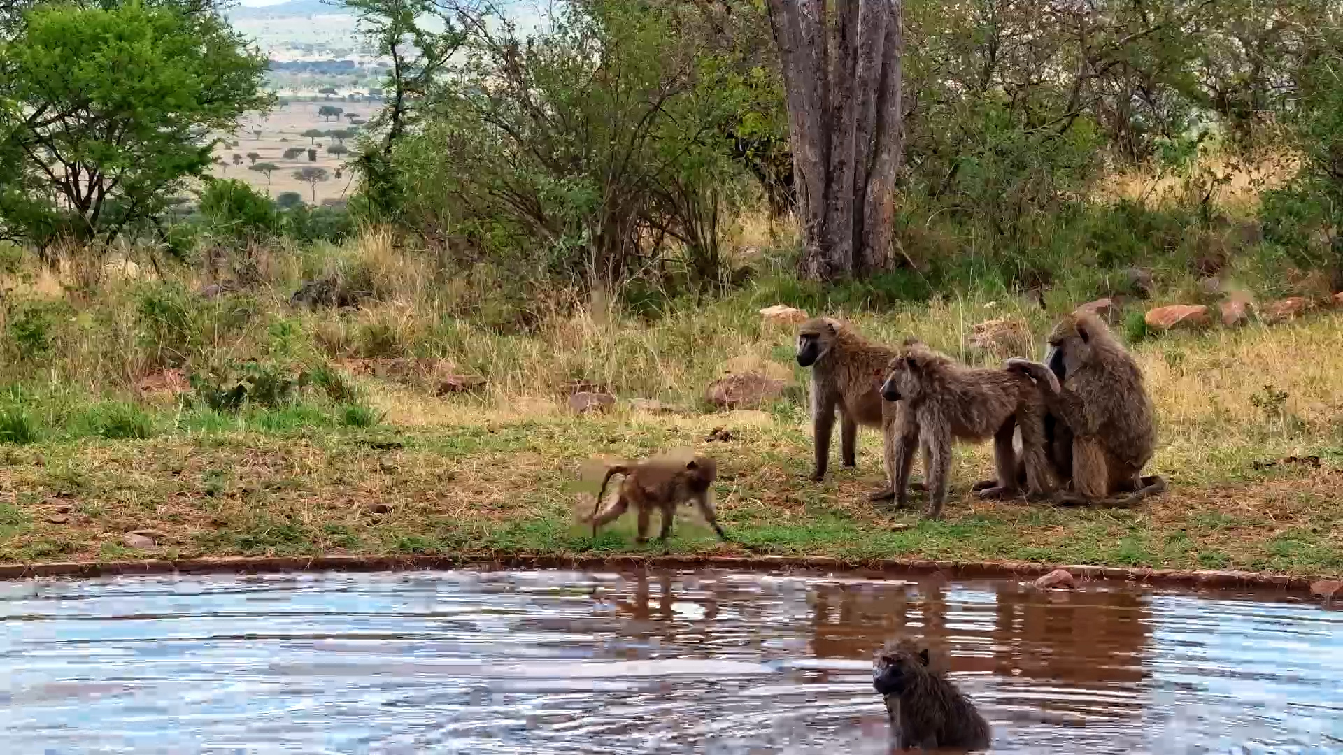 When Baboons Take Over the Pool