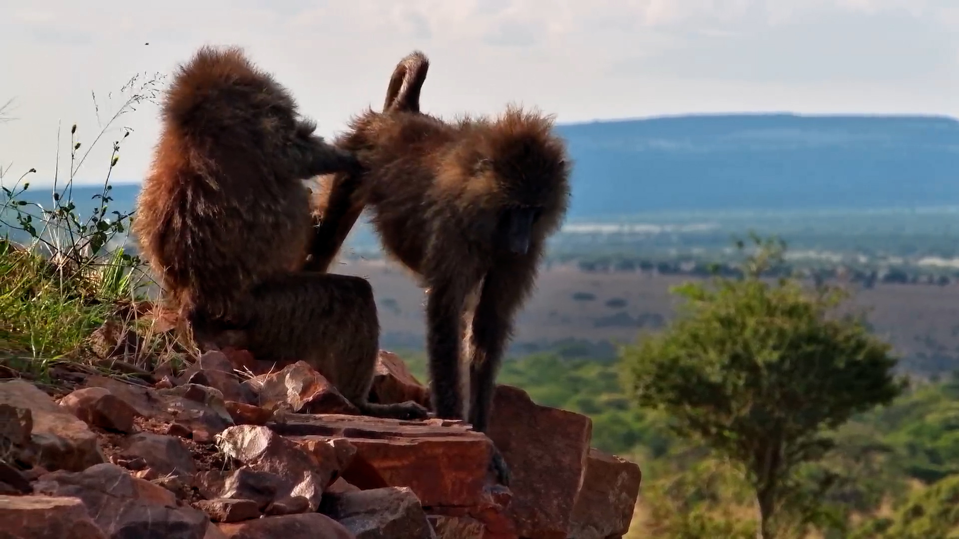 Baboons Inspect the Photography Hide