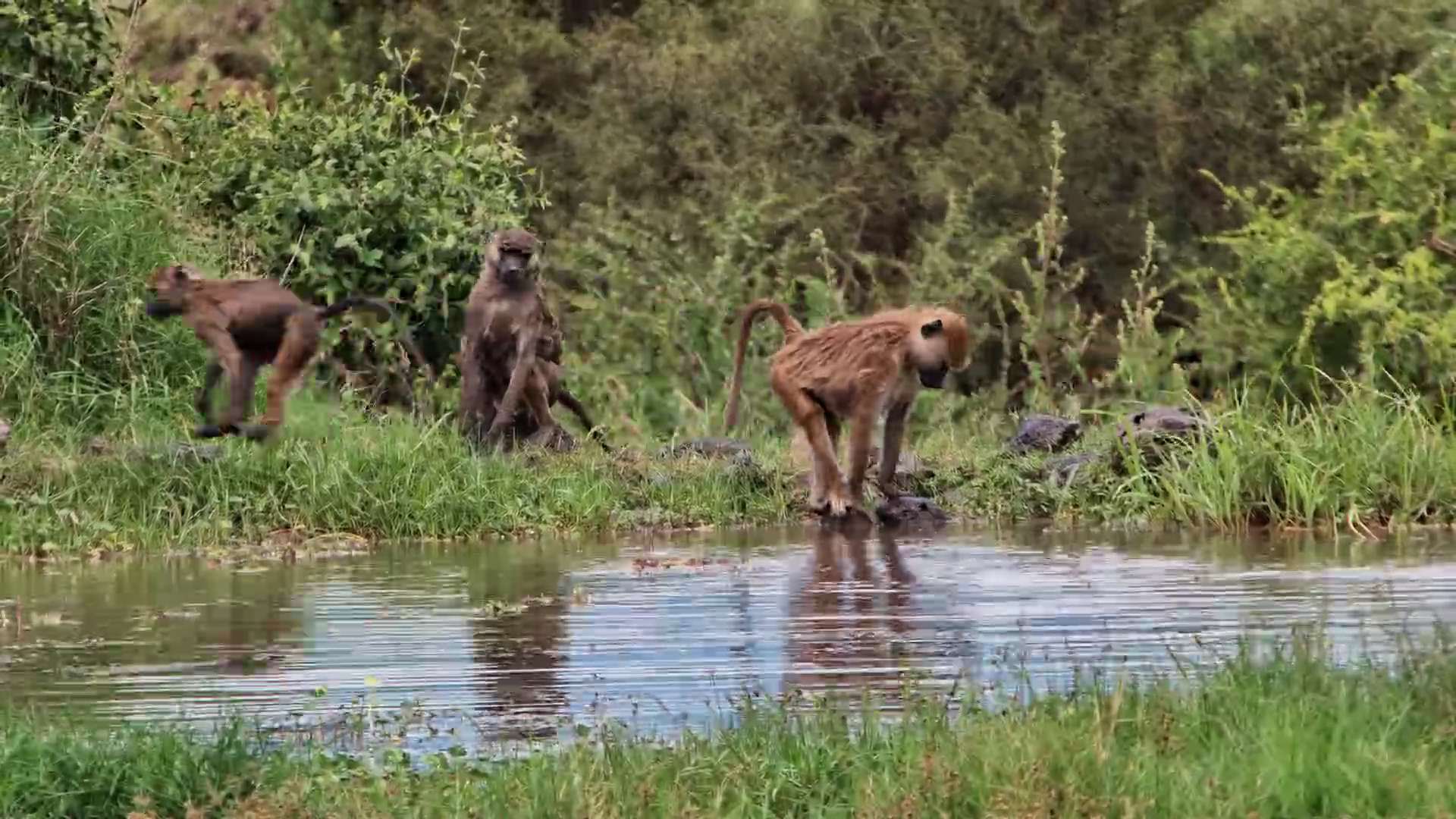 Splashing Into Trouble