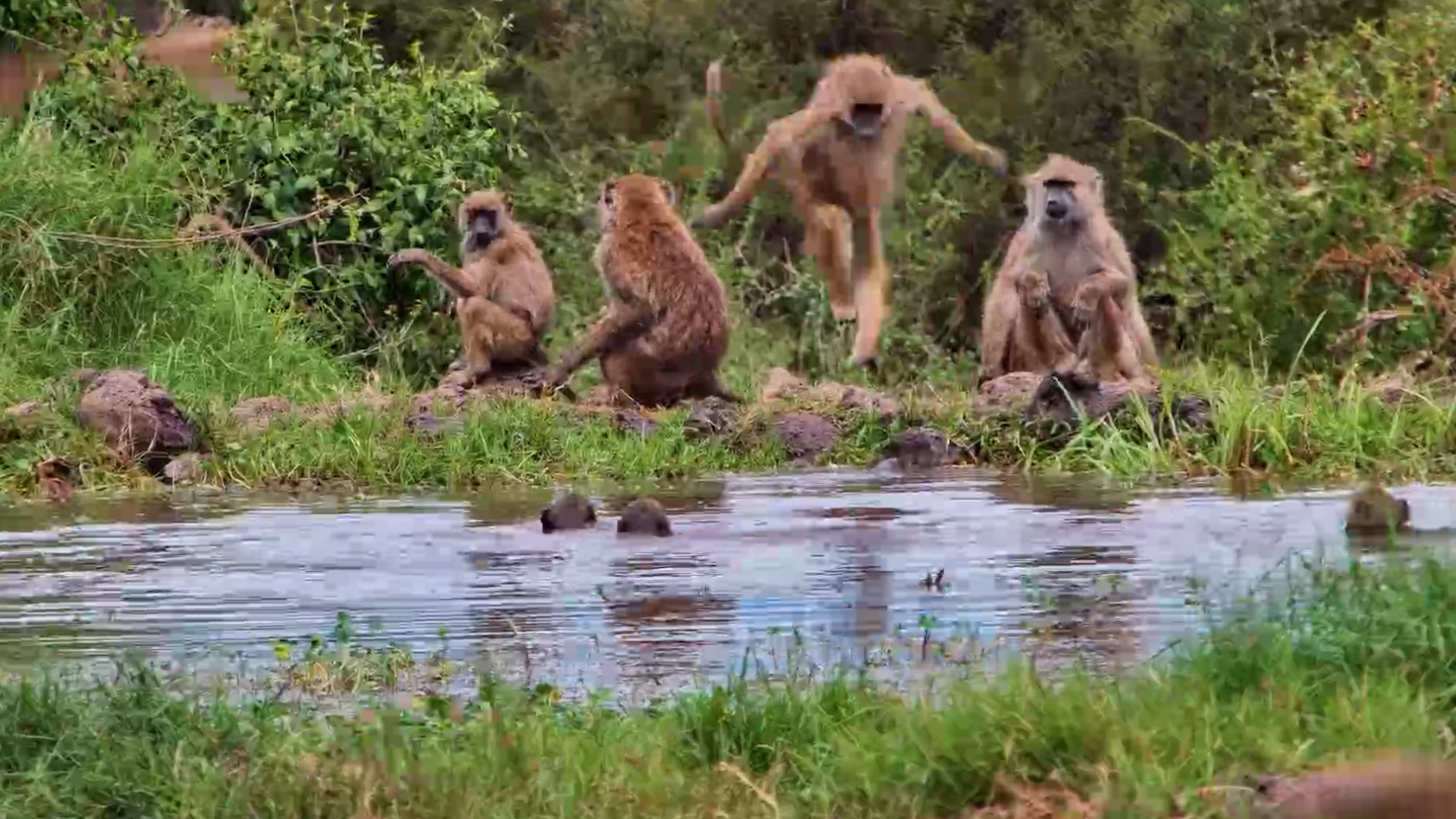 aboon youngsters Treat the Waterhole Like a Public Pool
