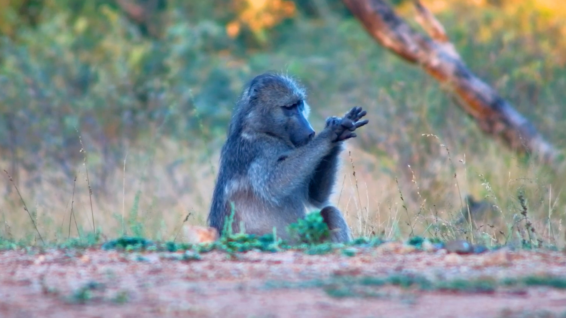 A Chacma Baboon Enjoying a Slow Day