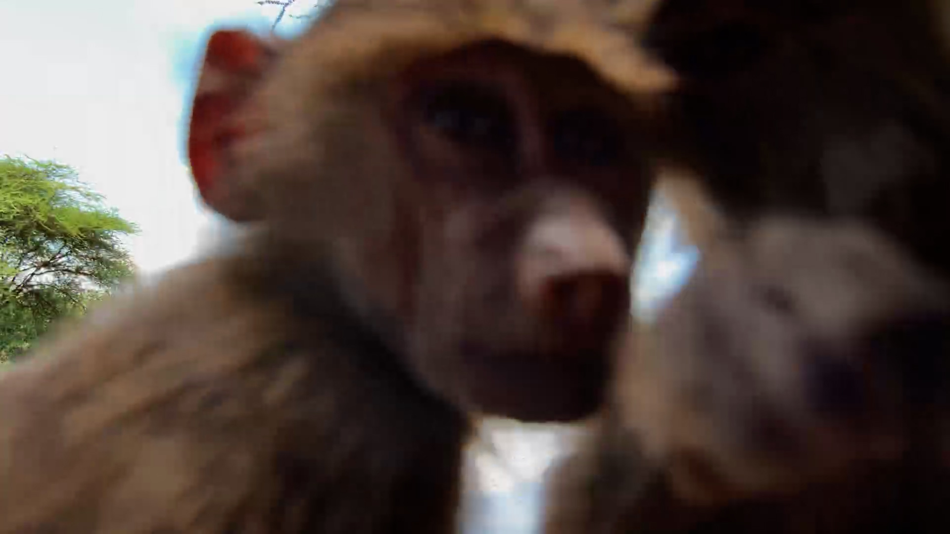 Lens? Let’s Taste It