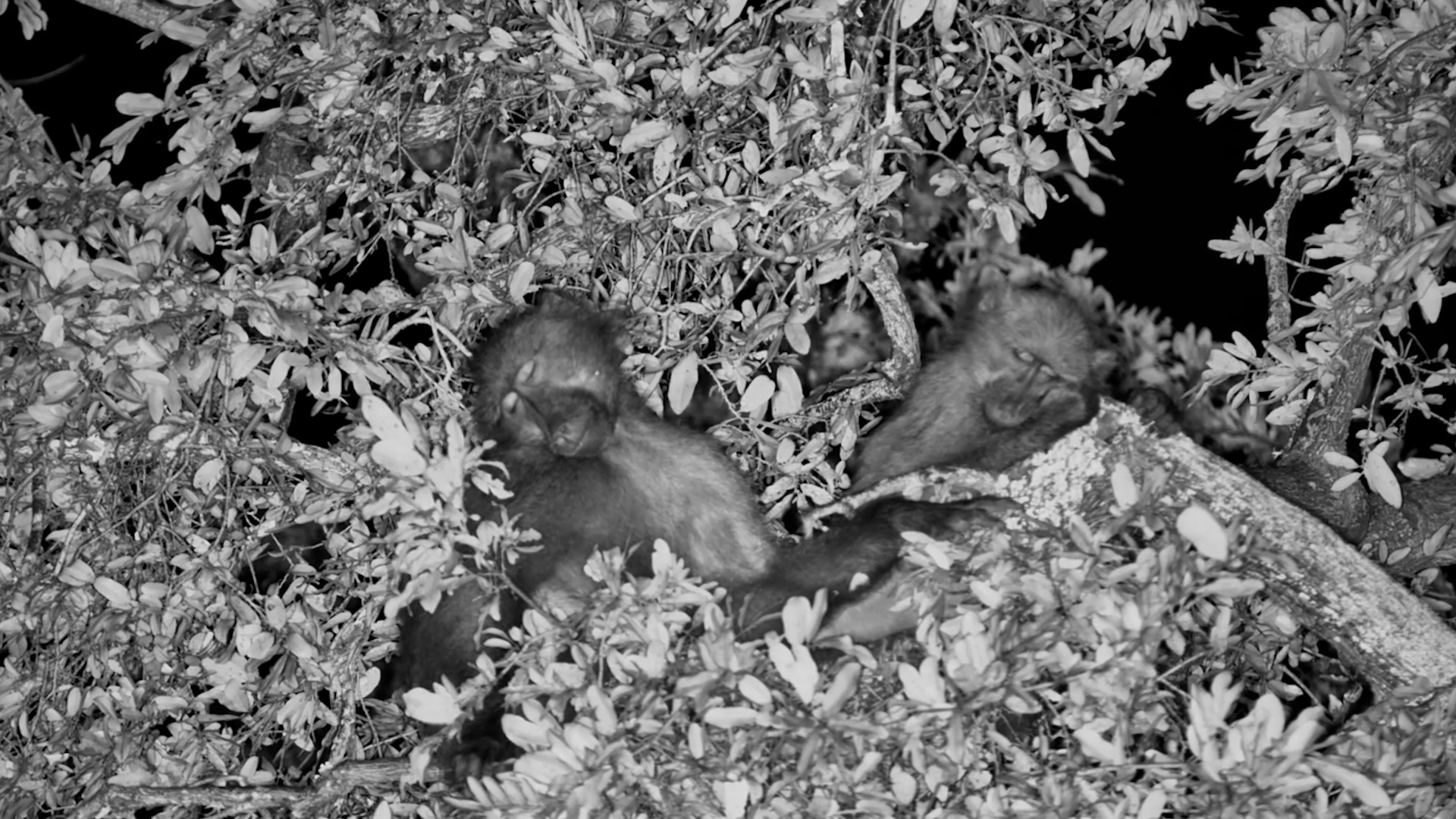 How Are They Sleeping Like That?!