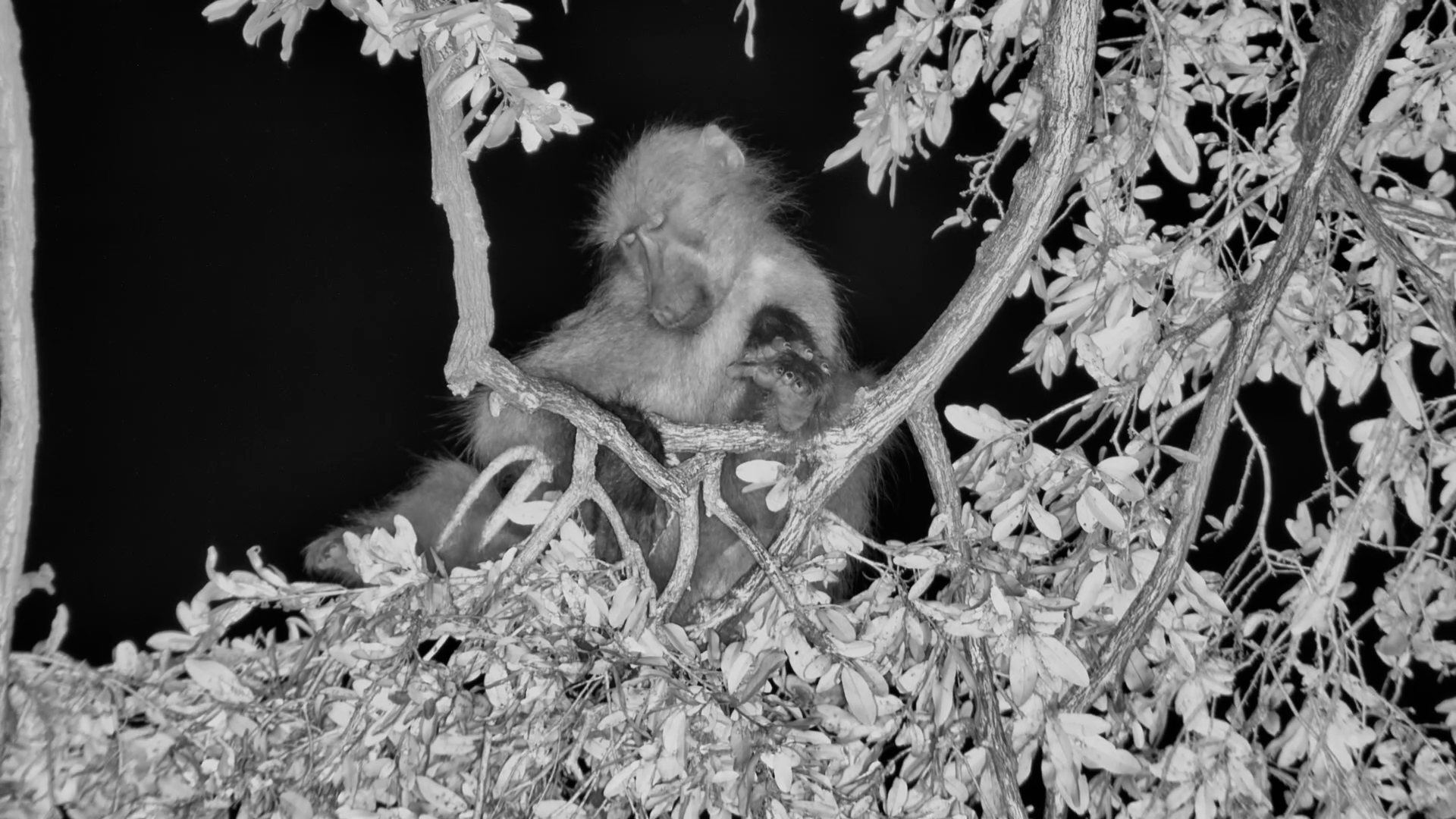 This Baboon Needs a Pillow