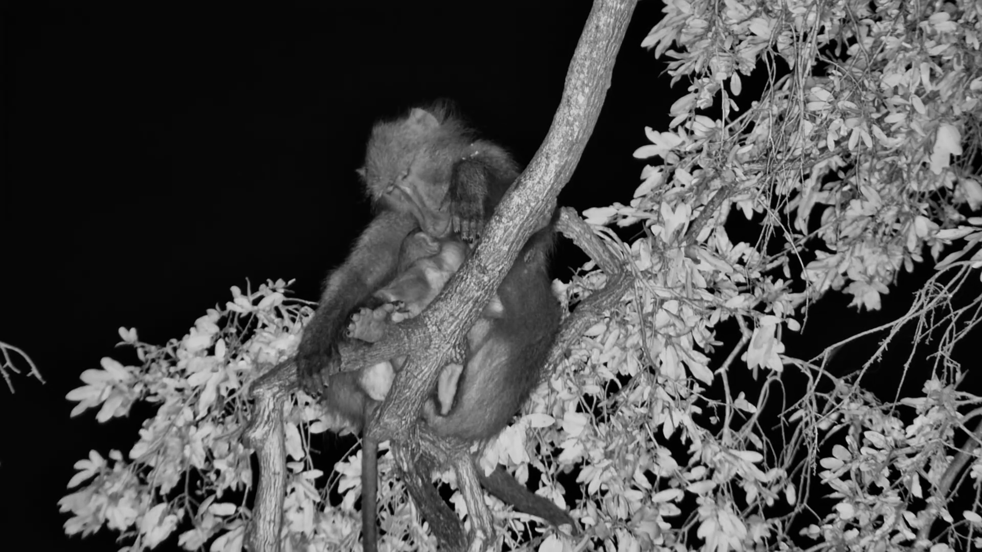 The Baby Is Sleeping. The Mum Is Surviving.