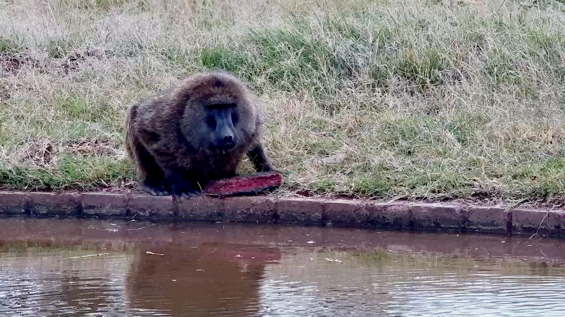 Just a Baboon Enjoying the View