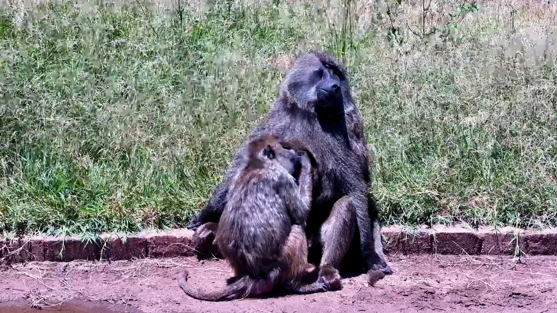 Fluff, Fleas & Fast Hands