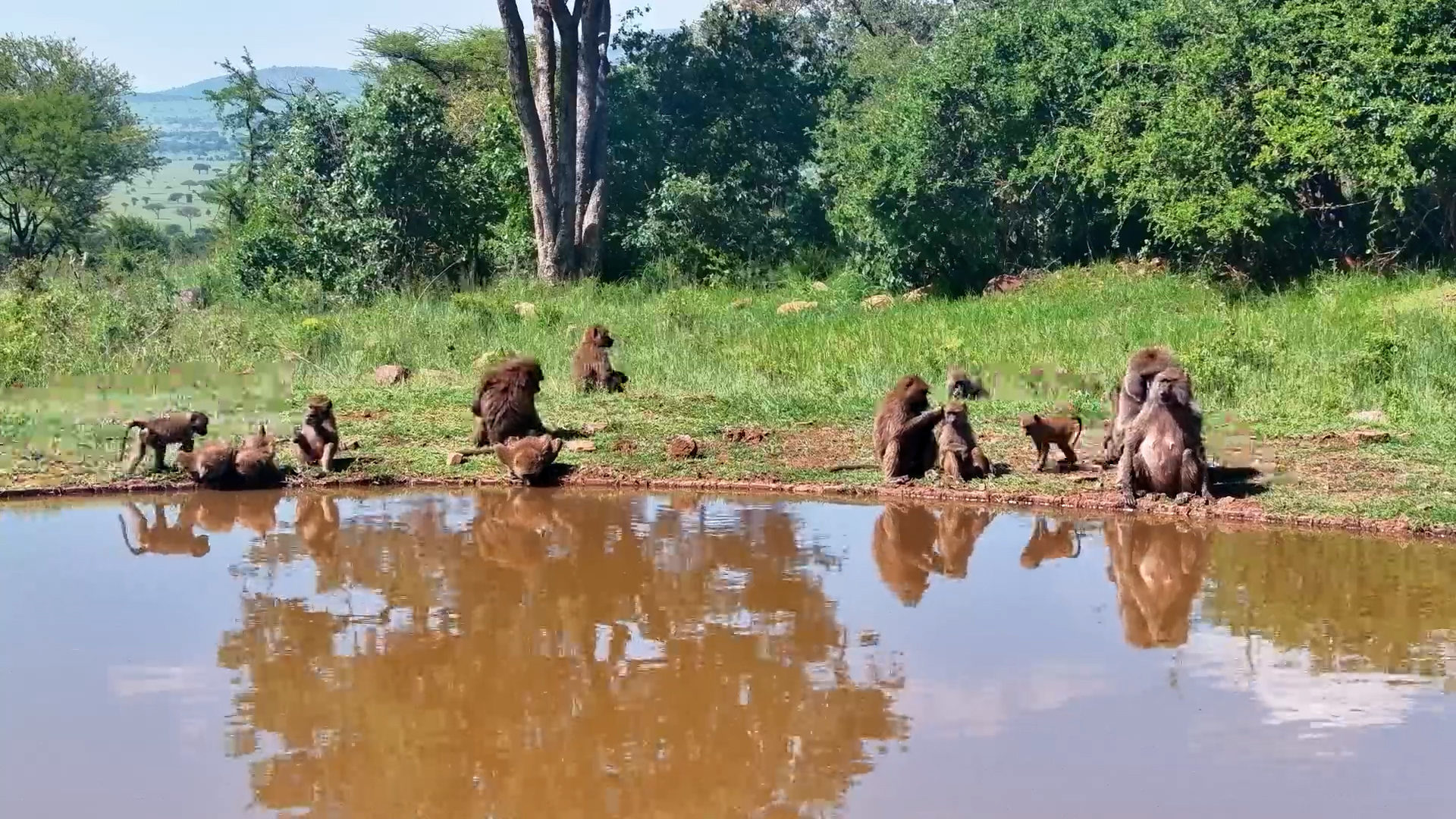 Olive Baboons at the Serengeti Waterhole