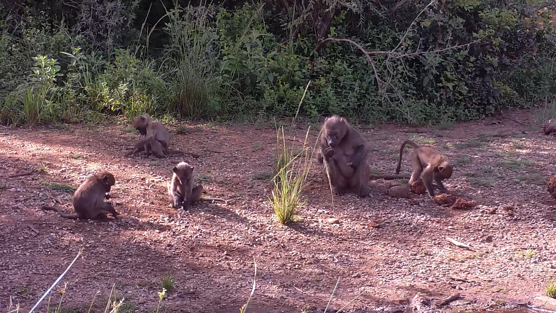 Chacma Baboons Busy Foraging Around the Waterhole