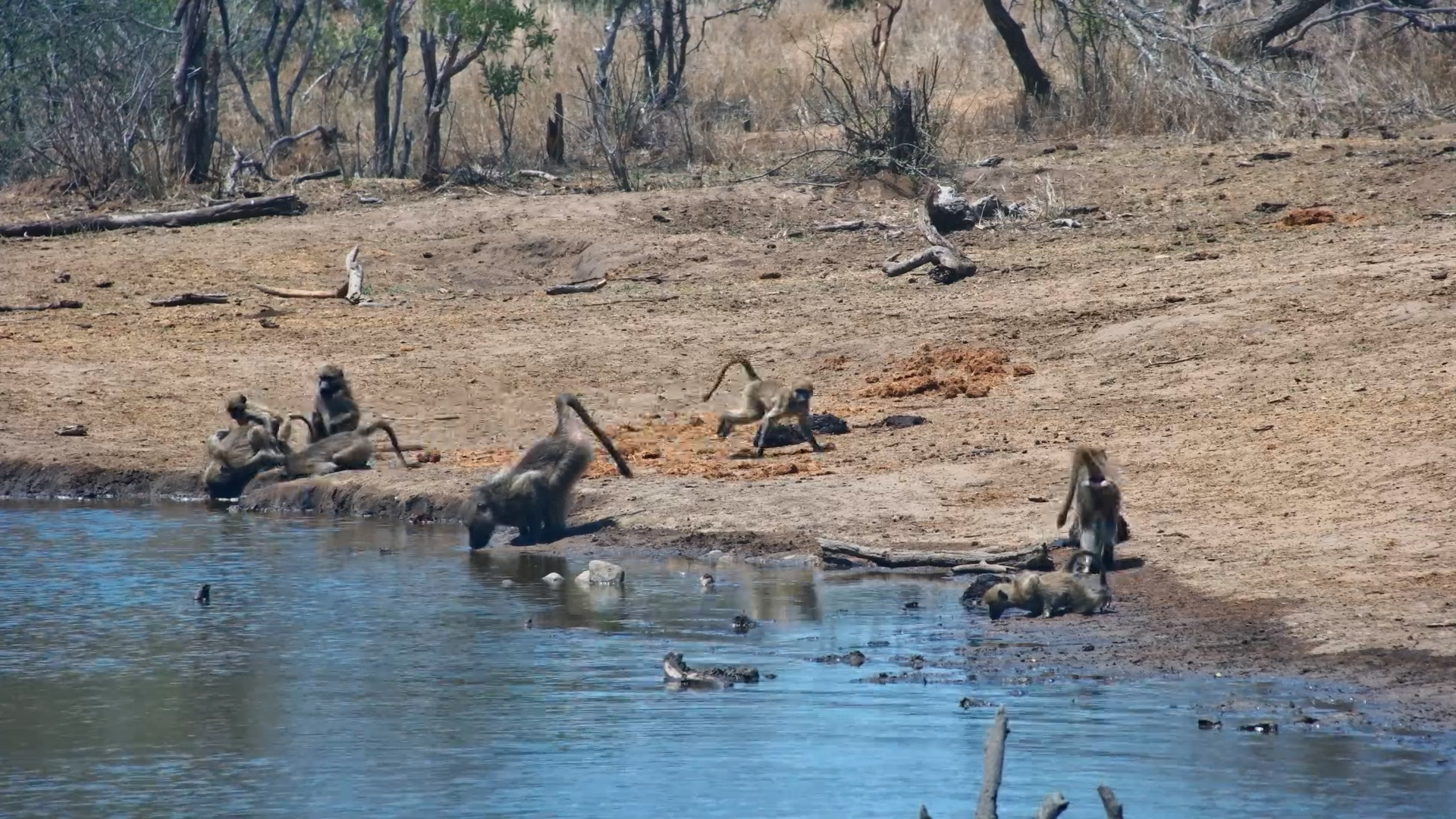 Baboons Stop for a Waterhole Drink