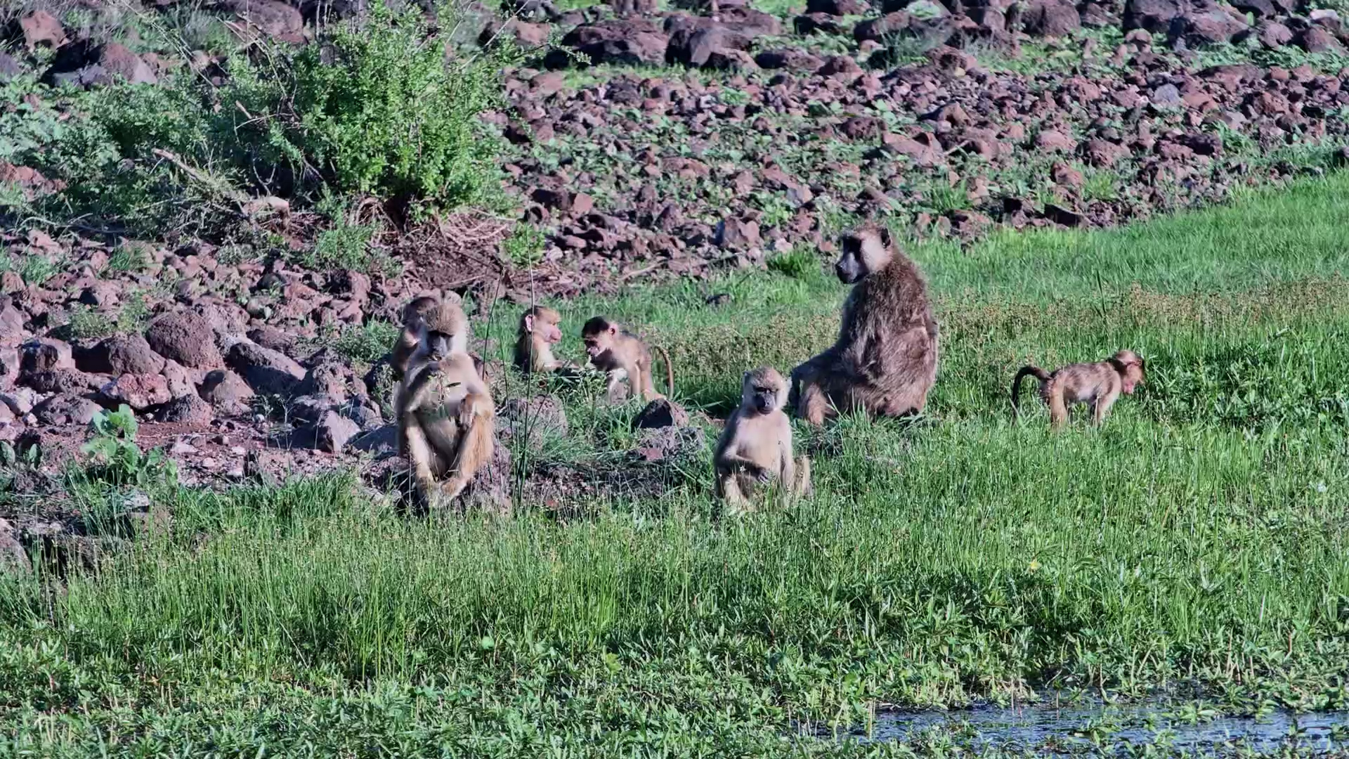 Playful Baby Baboons Steal the Show at the Waterhole