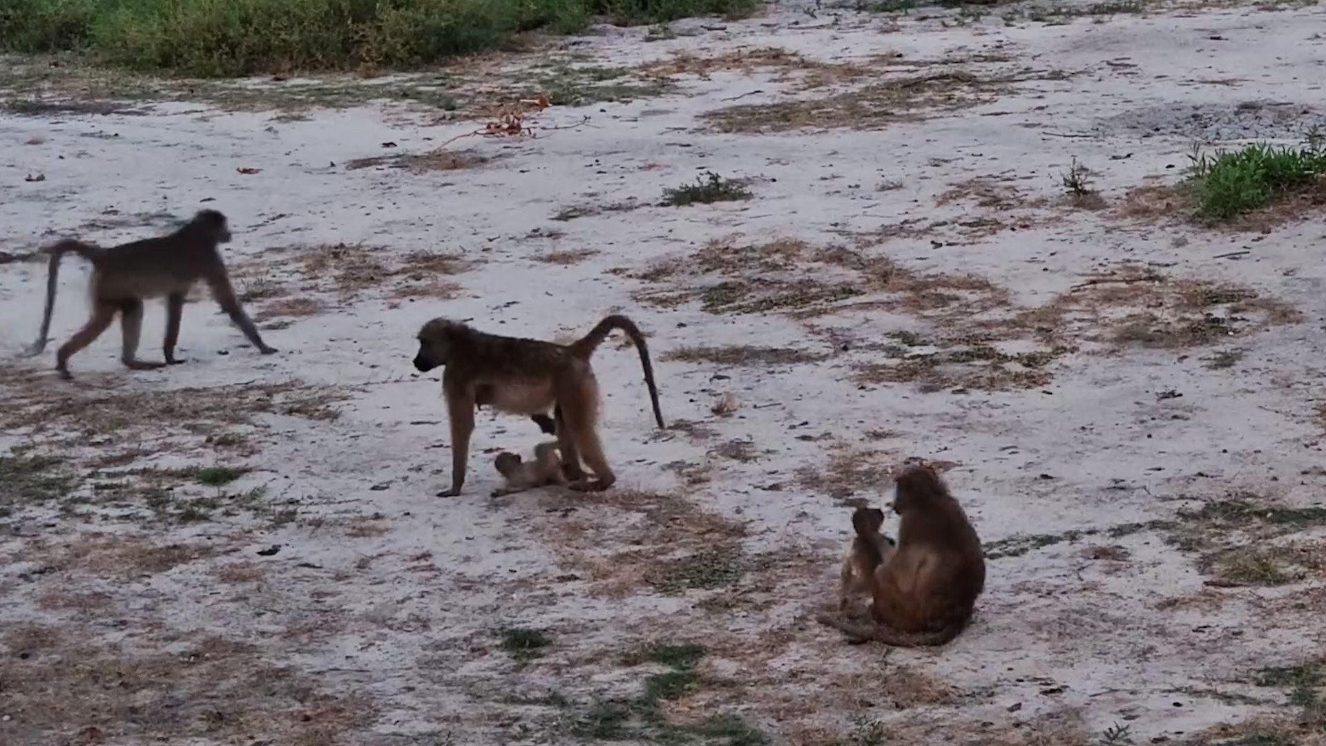 Baboon Troop Winds Down at Dusk