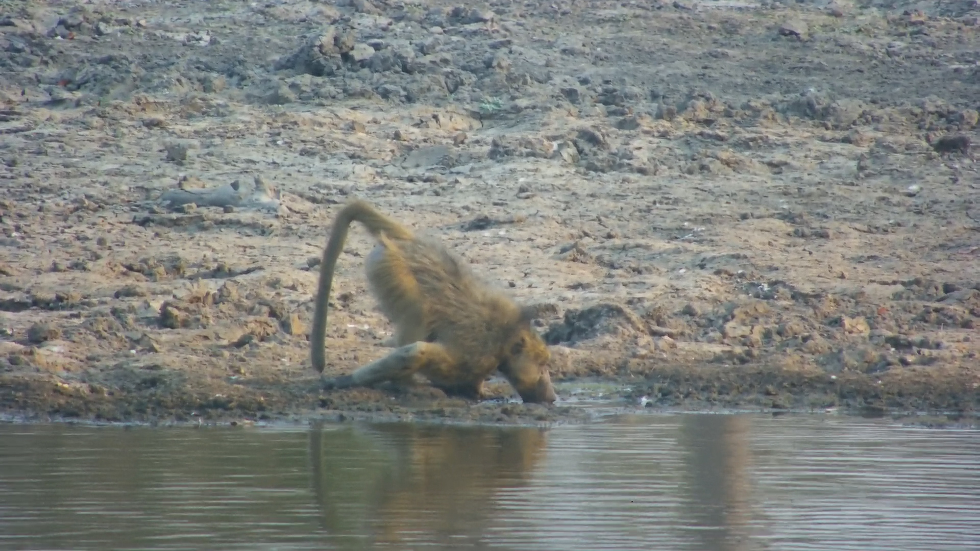 Baboon with Injured Arm Stops for a Drink