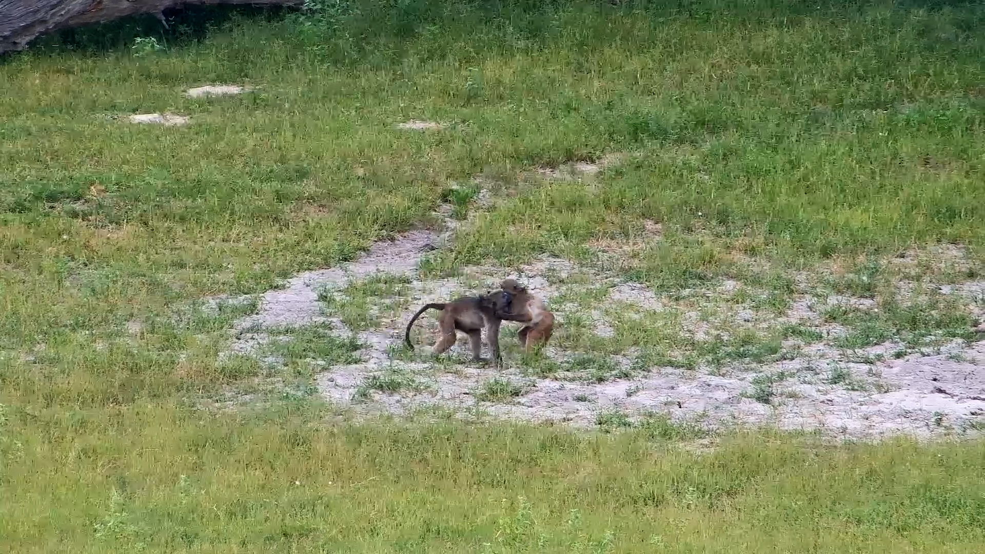 Baboons Having a Blast at Hwange!