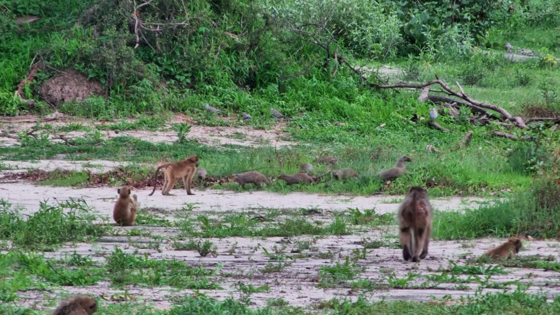Baboon vs. Banded Mongoose! Who Wins the Mischief?
