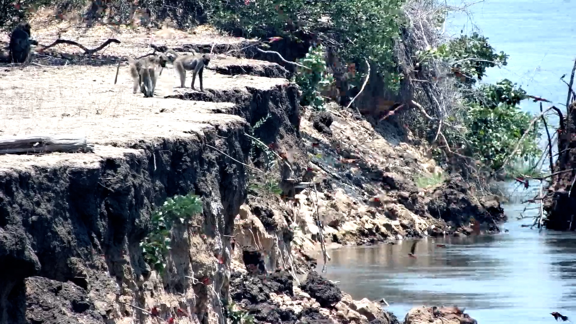 Curious Baboons Observe Bee-Eaters by the River