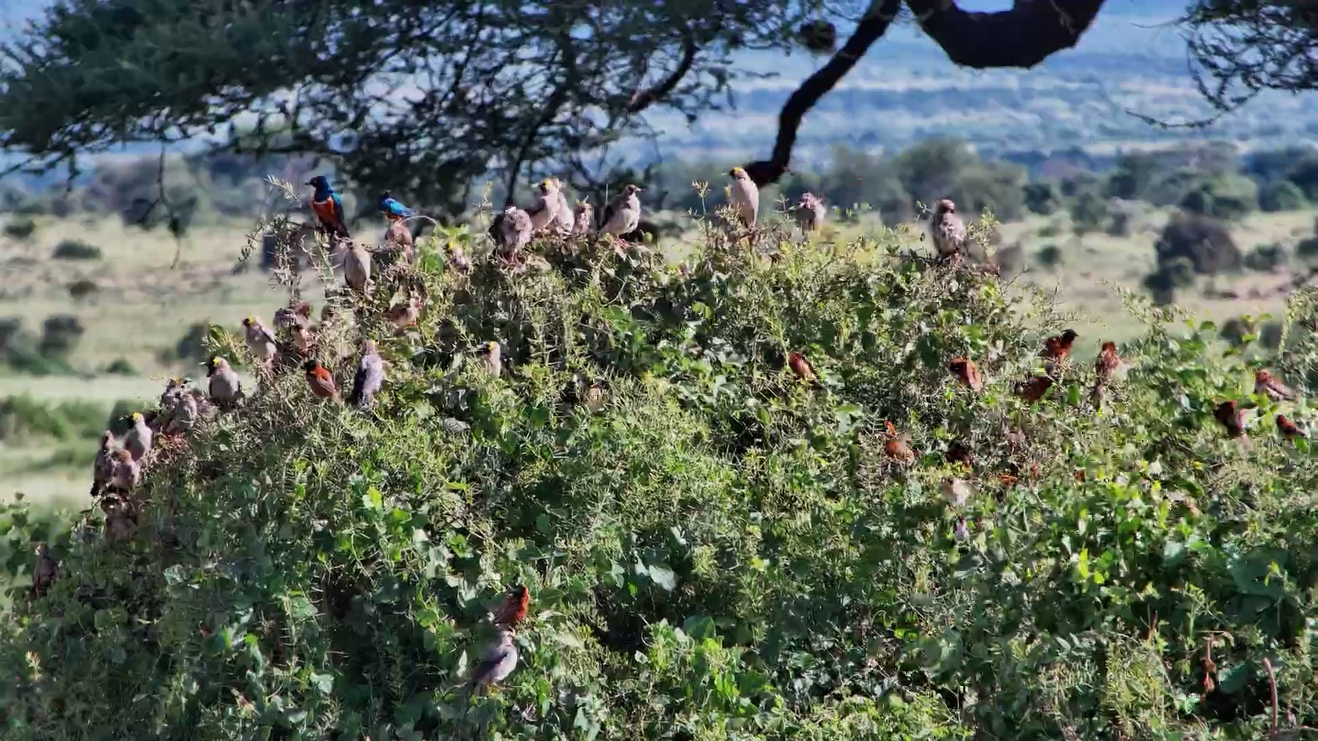 A Baboon and Bird Bonanza