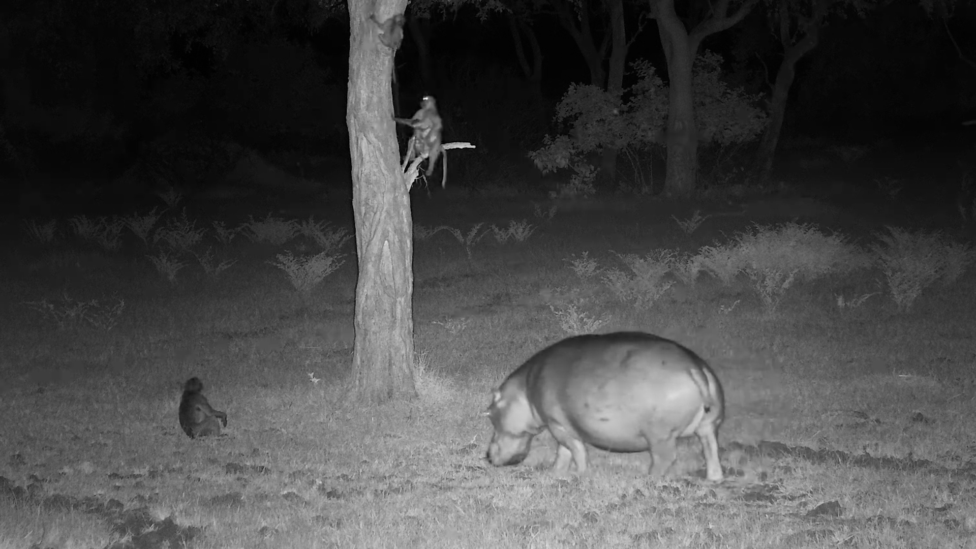 Baboons Tuck In… Hippos Hit the Buffet