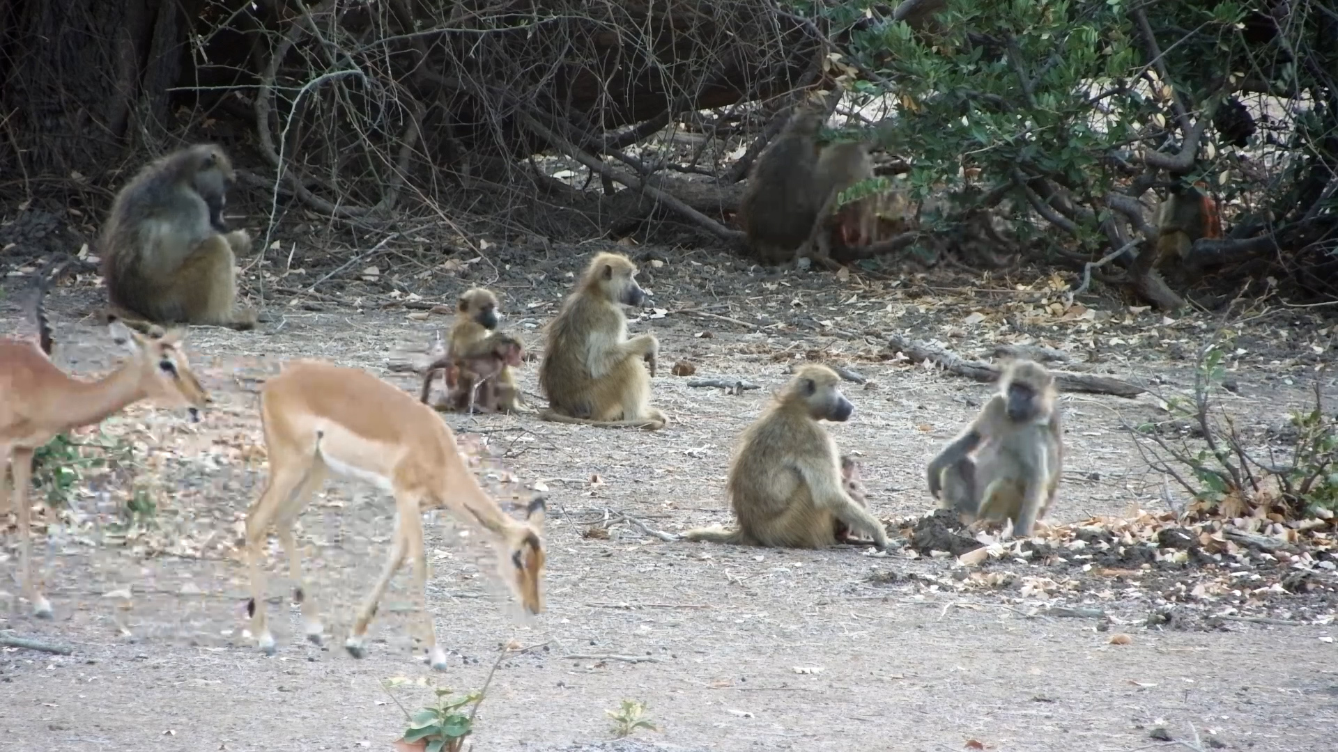 Baboons and Impala Share the Riverbank