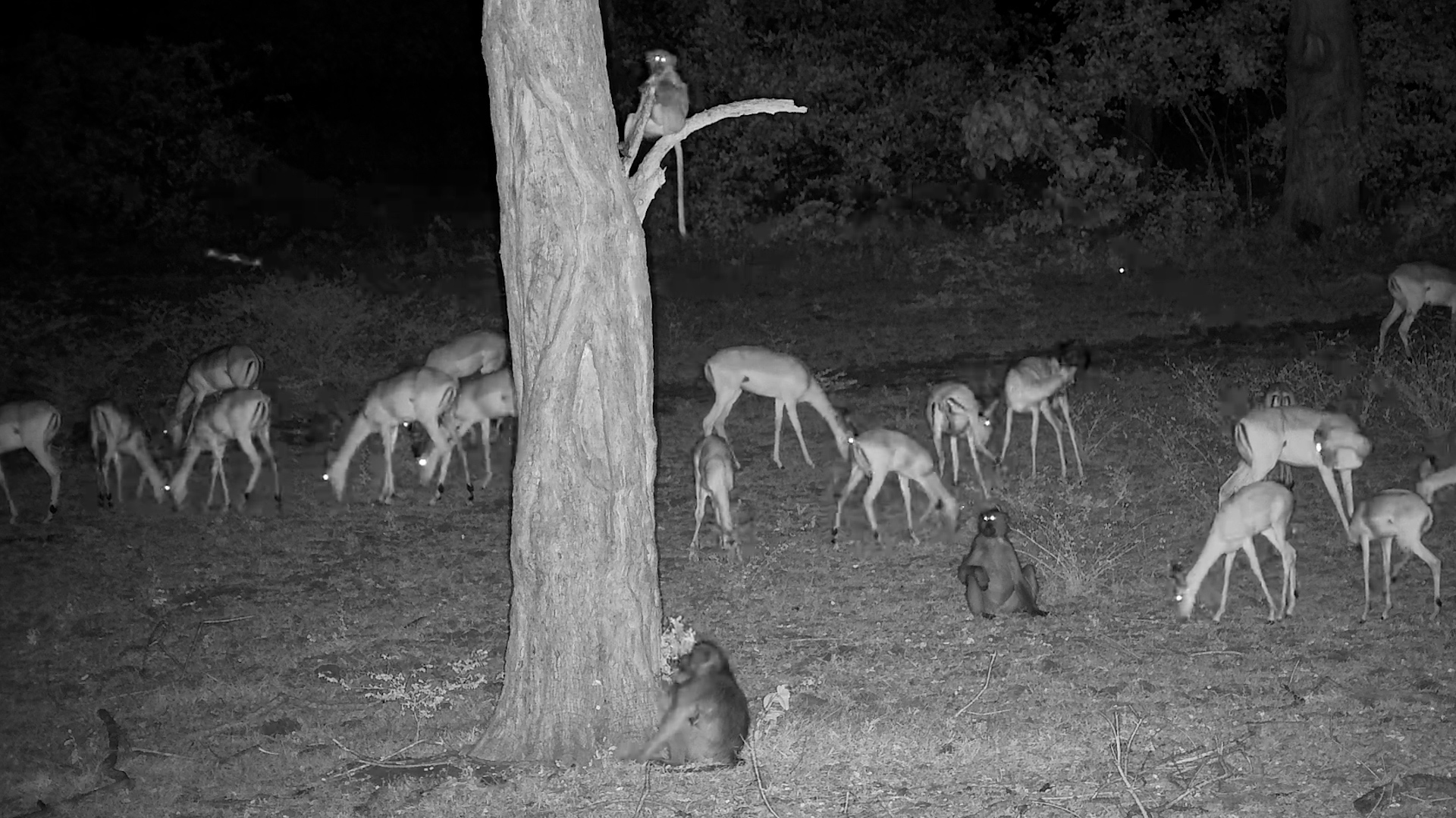 Impala and Baboons Hang Out Together