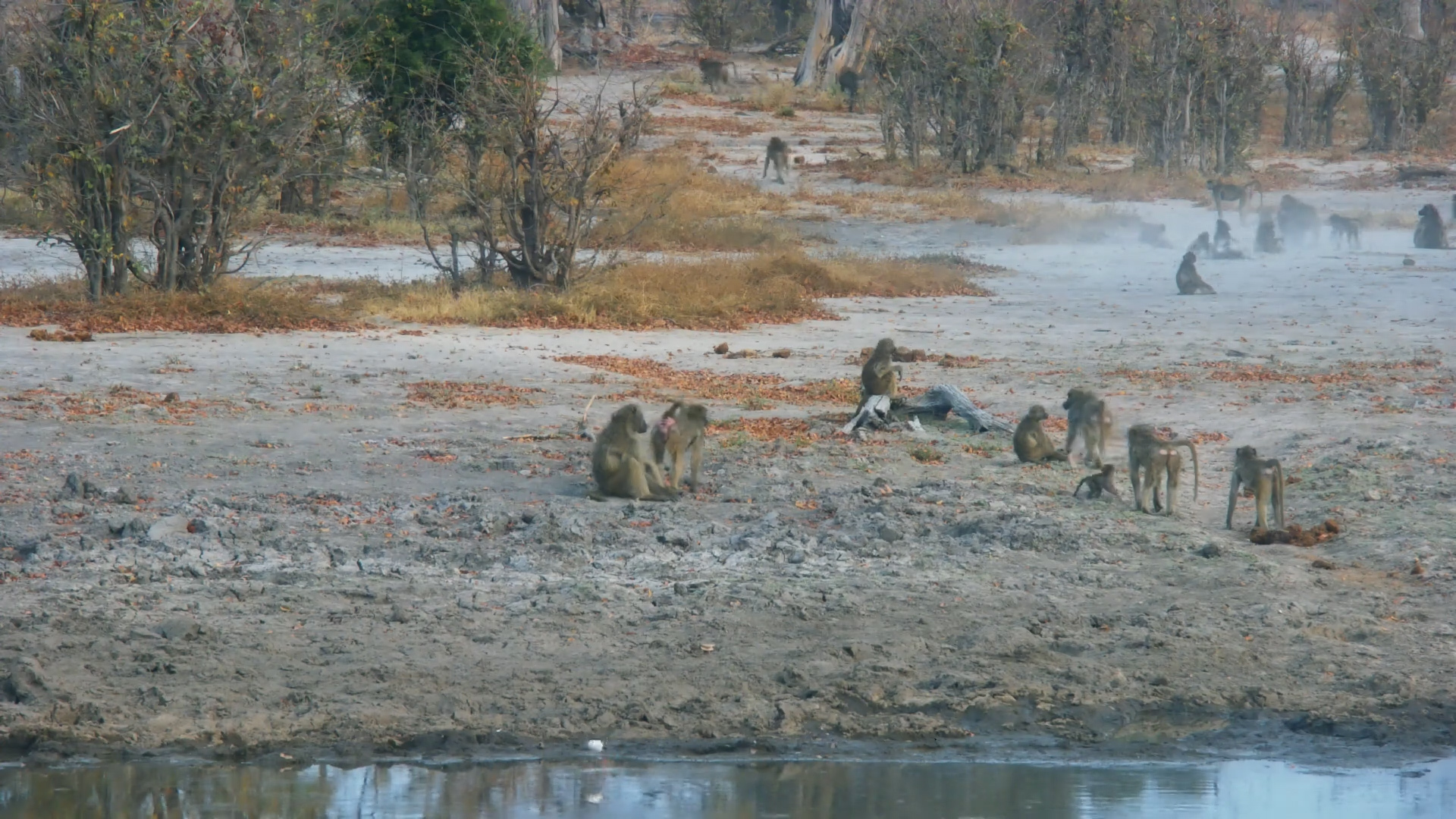 Baboons and Marabou Storks Share Twin Pan Waterhole