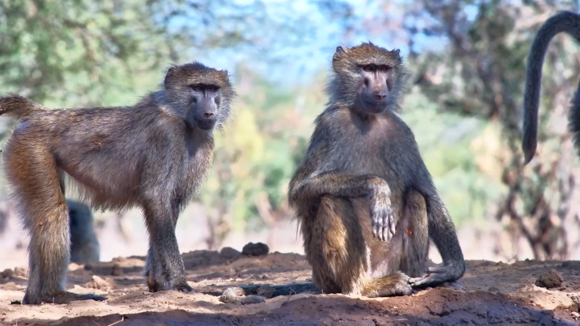 Troop Time: Olive Baboons Gather at Lentorre