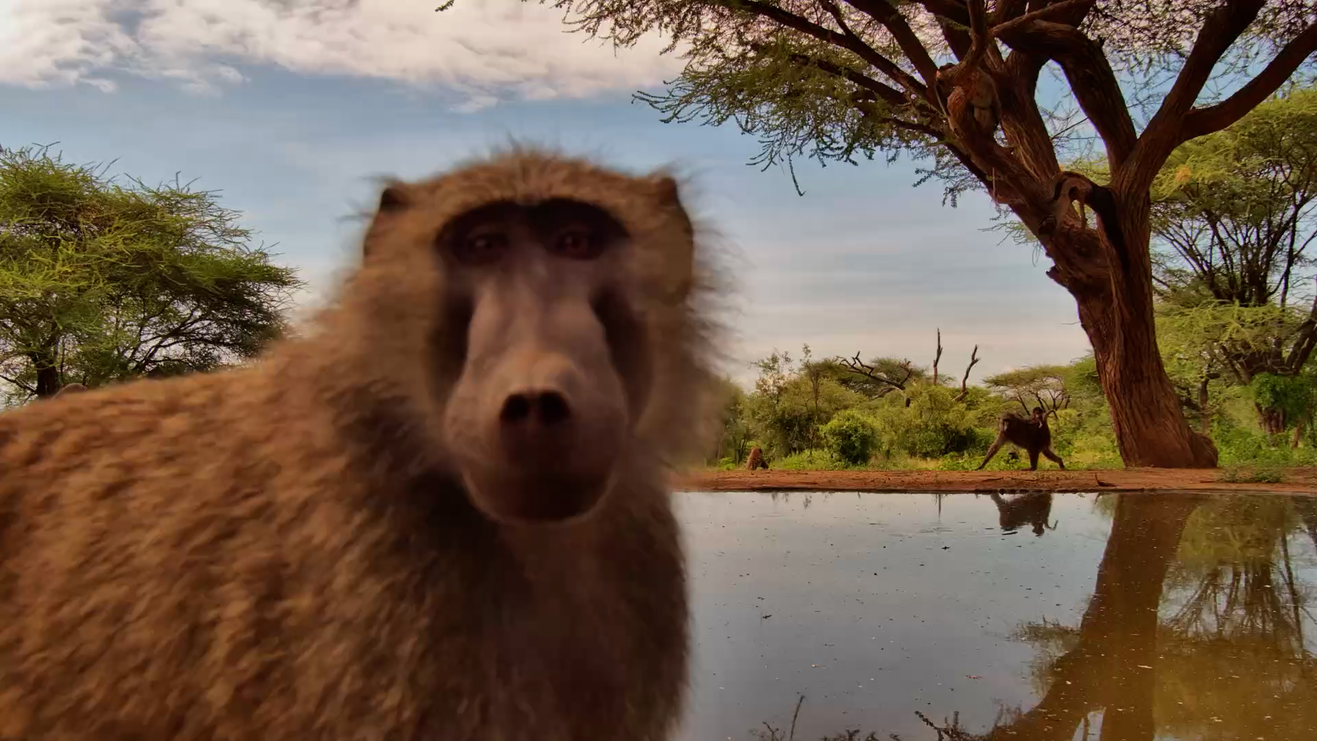 Busy Lives of Baboons