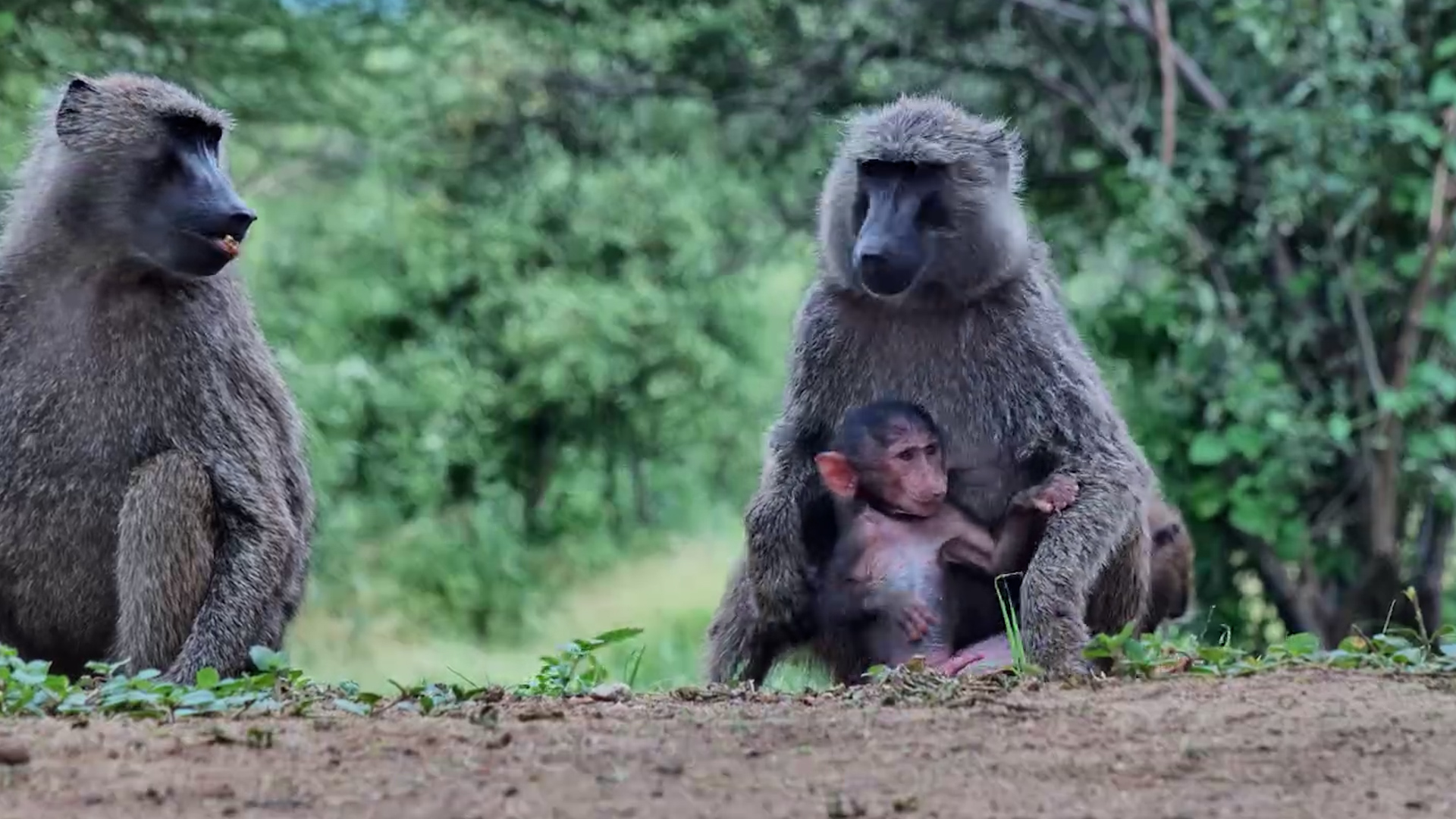 Baboon Family Moments