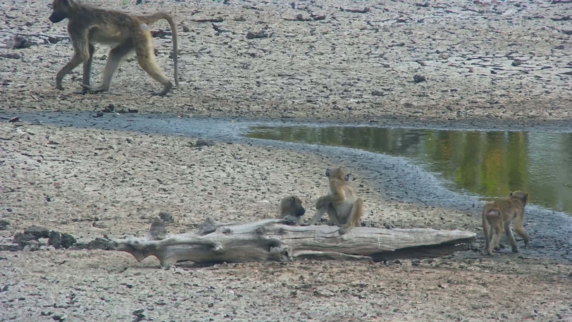 Chacma Baboon Troop Forages at Twin Pan
