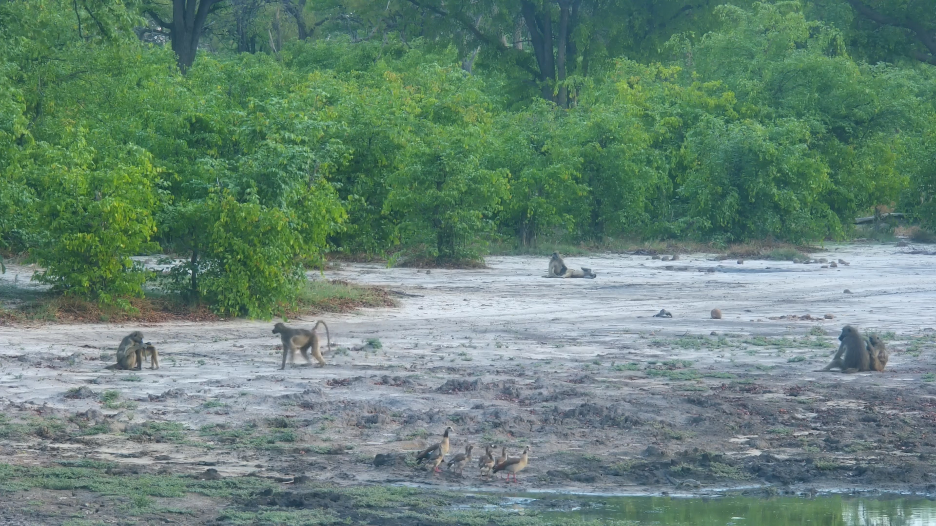 Chacma Baboons Take Five at Twin Pan