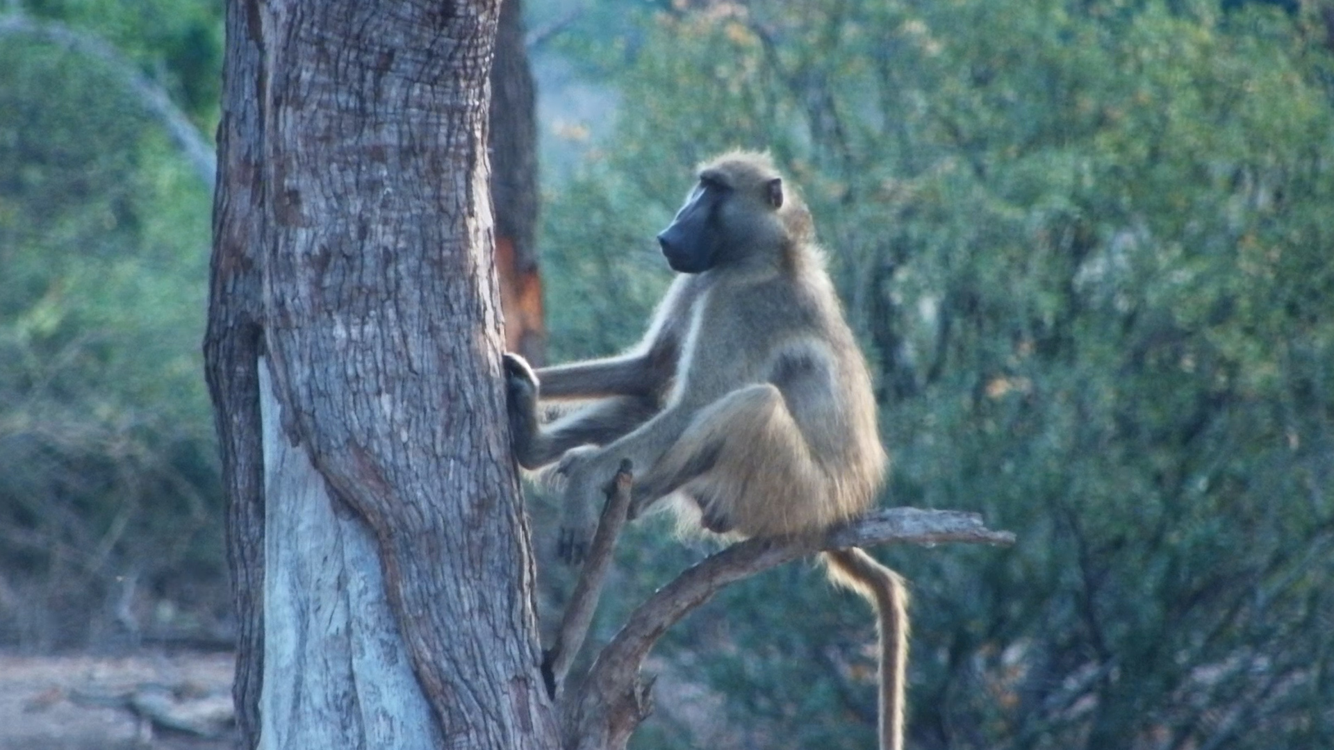 Tree-Climbing Baboon’s Playful Performance