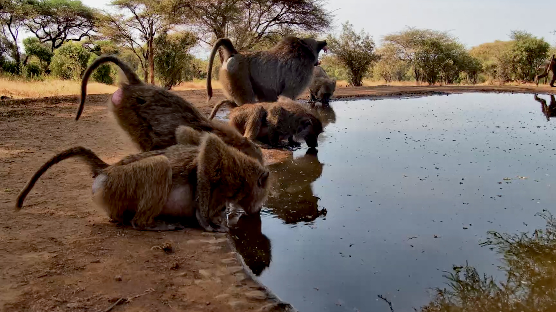Baboons Gather Around the Waterhole to Drink