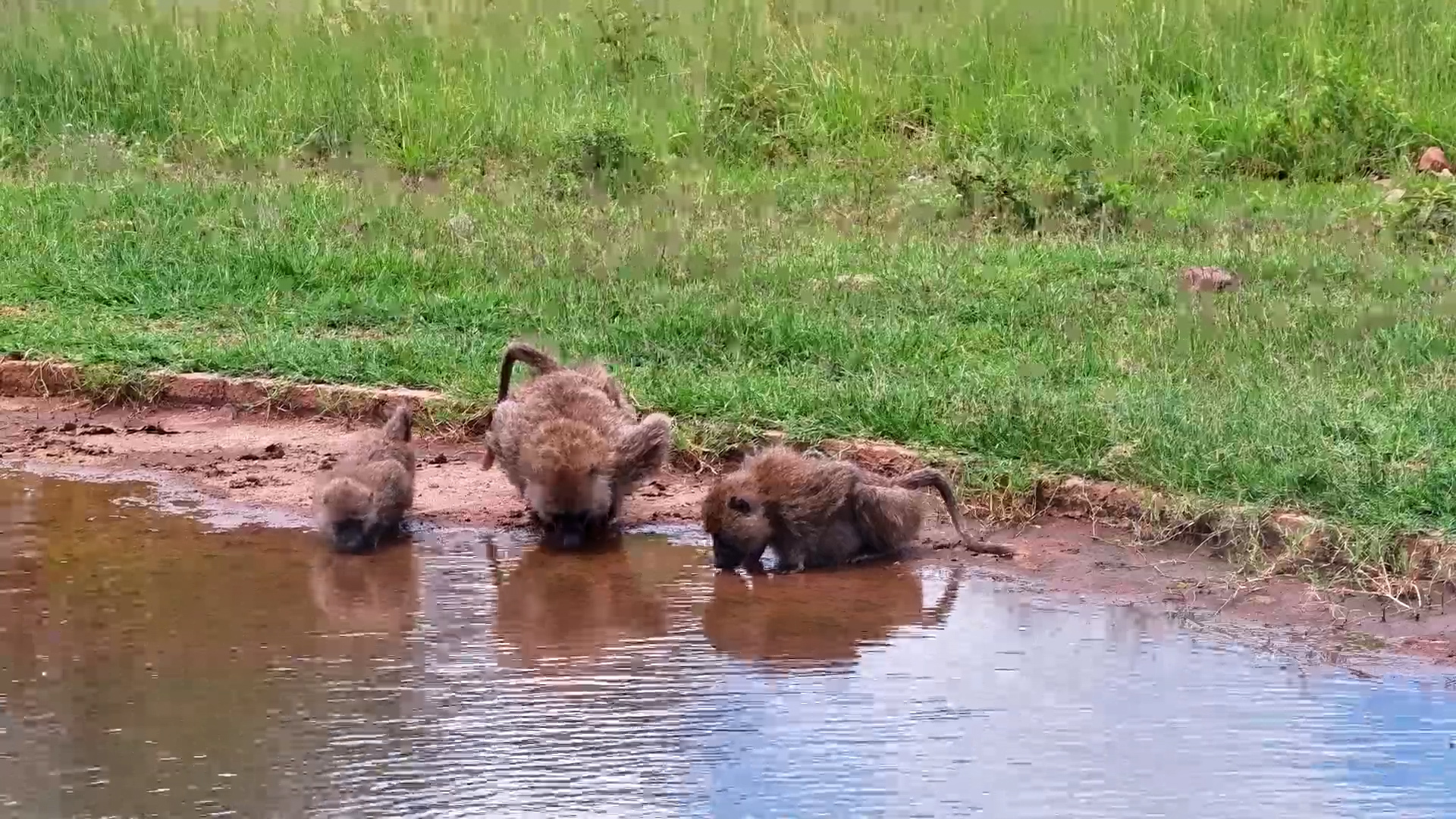 Baboon Does a HANDSTAND to Avoid Getting Wet!