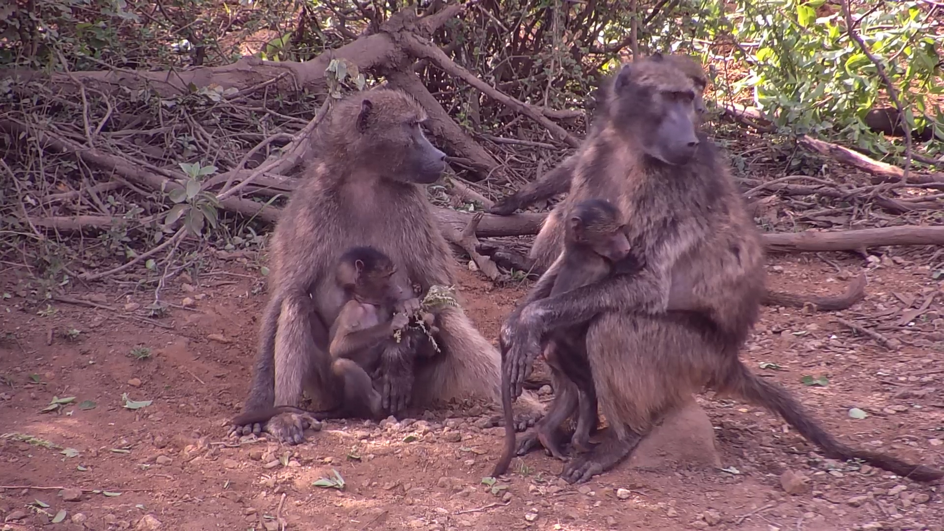Baboon Family Hangs Out at Kwa Maritane
