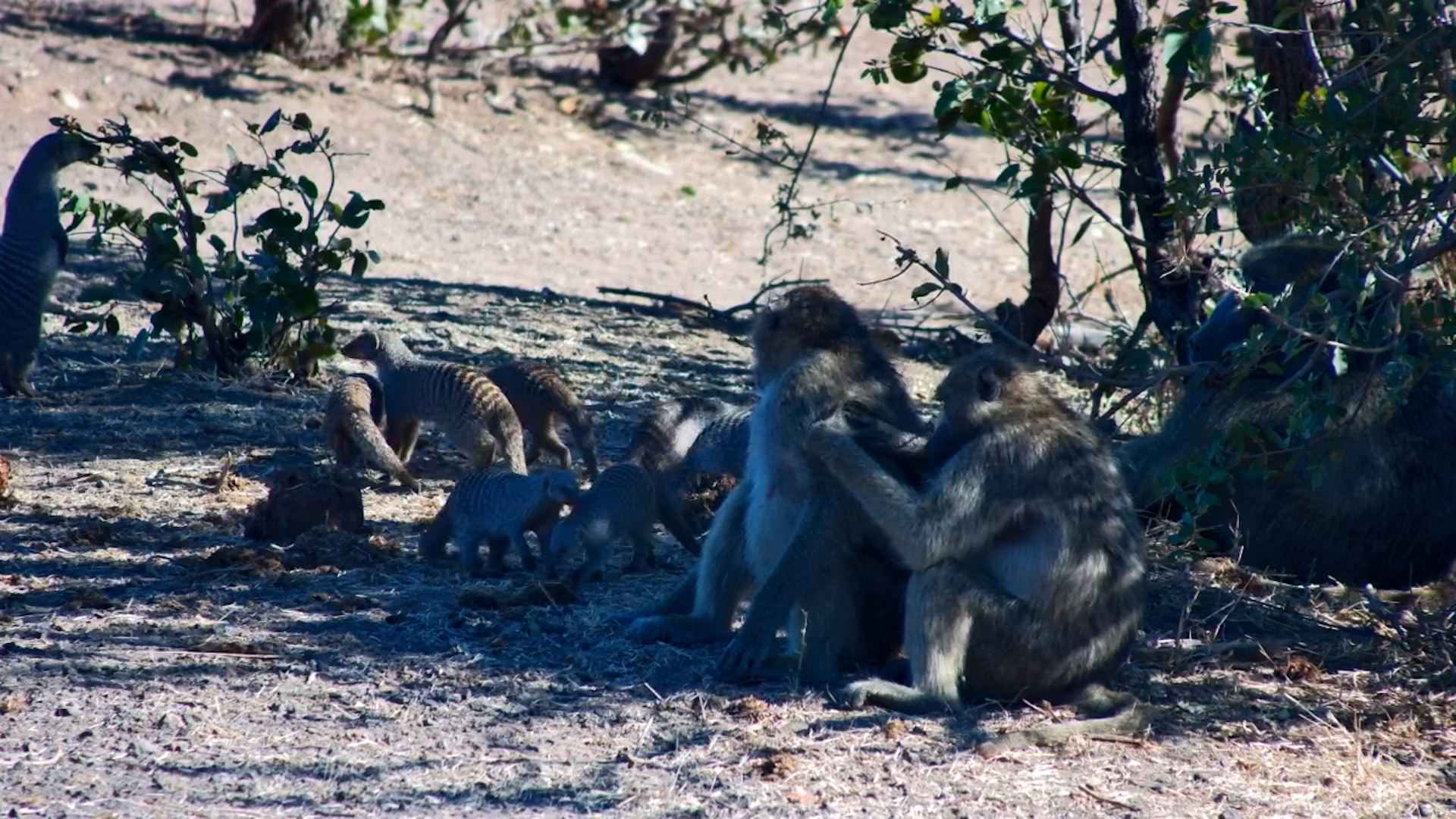 Baboons Got Bullied by Mongooses