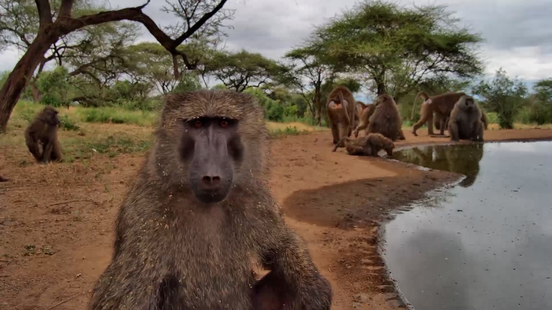 Baboons Couldn't Stop Staring at the Camera