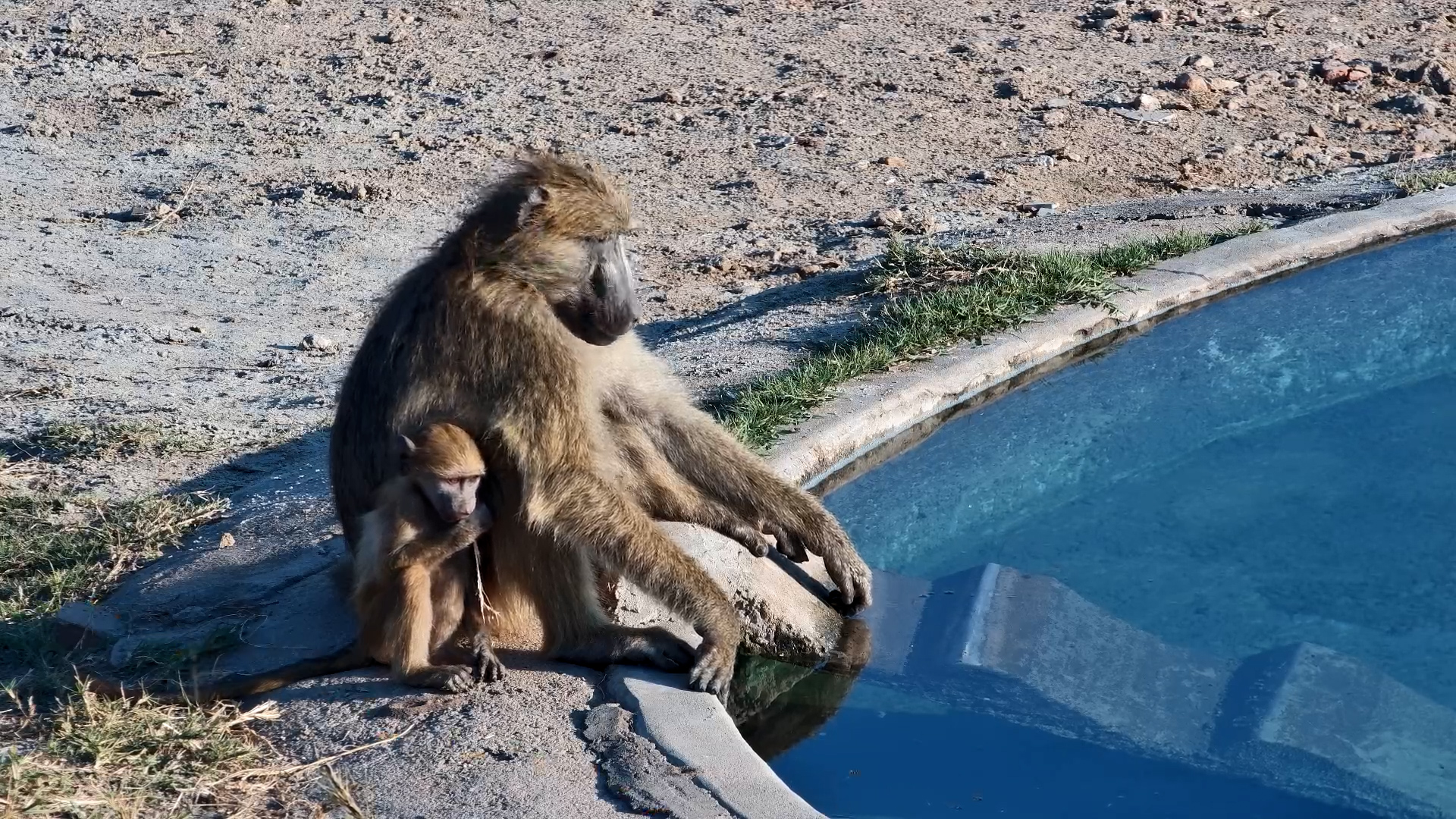 Waterhole Hangout: Baboon Edition