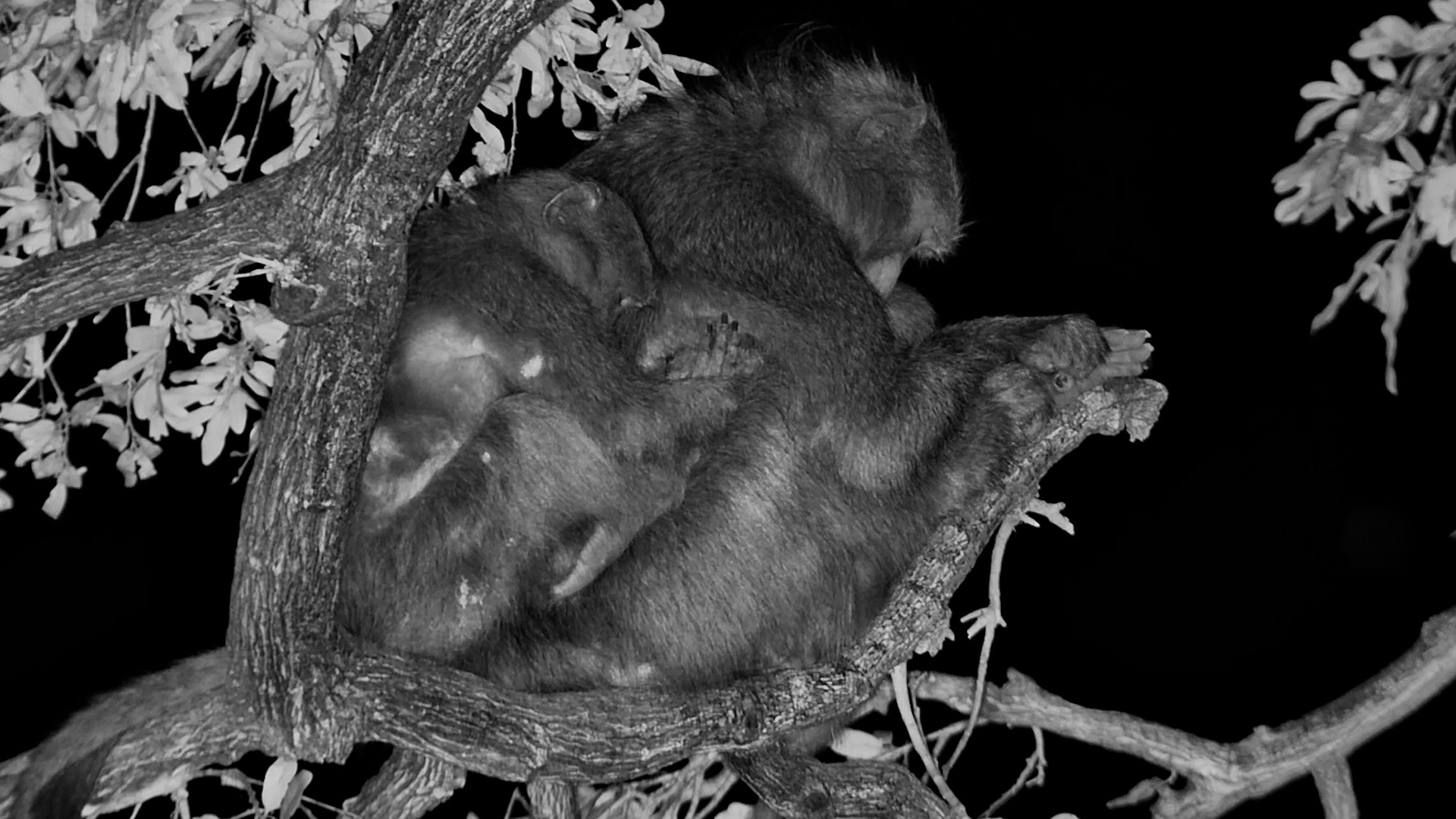 Even Baboons Need a Cuddle