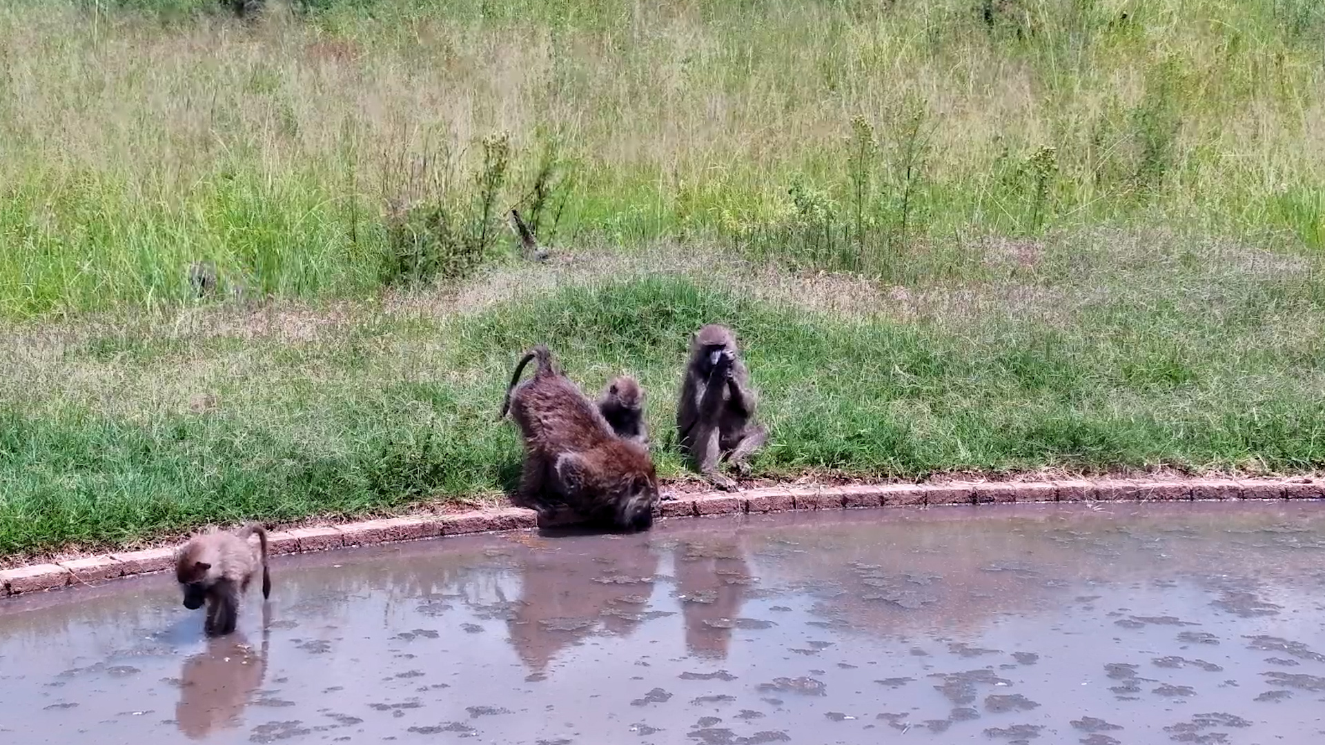 Olive Baboons Take a Waterhole Dip